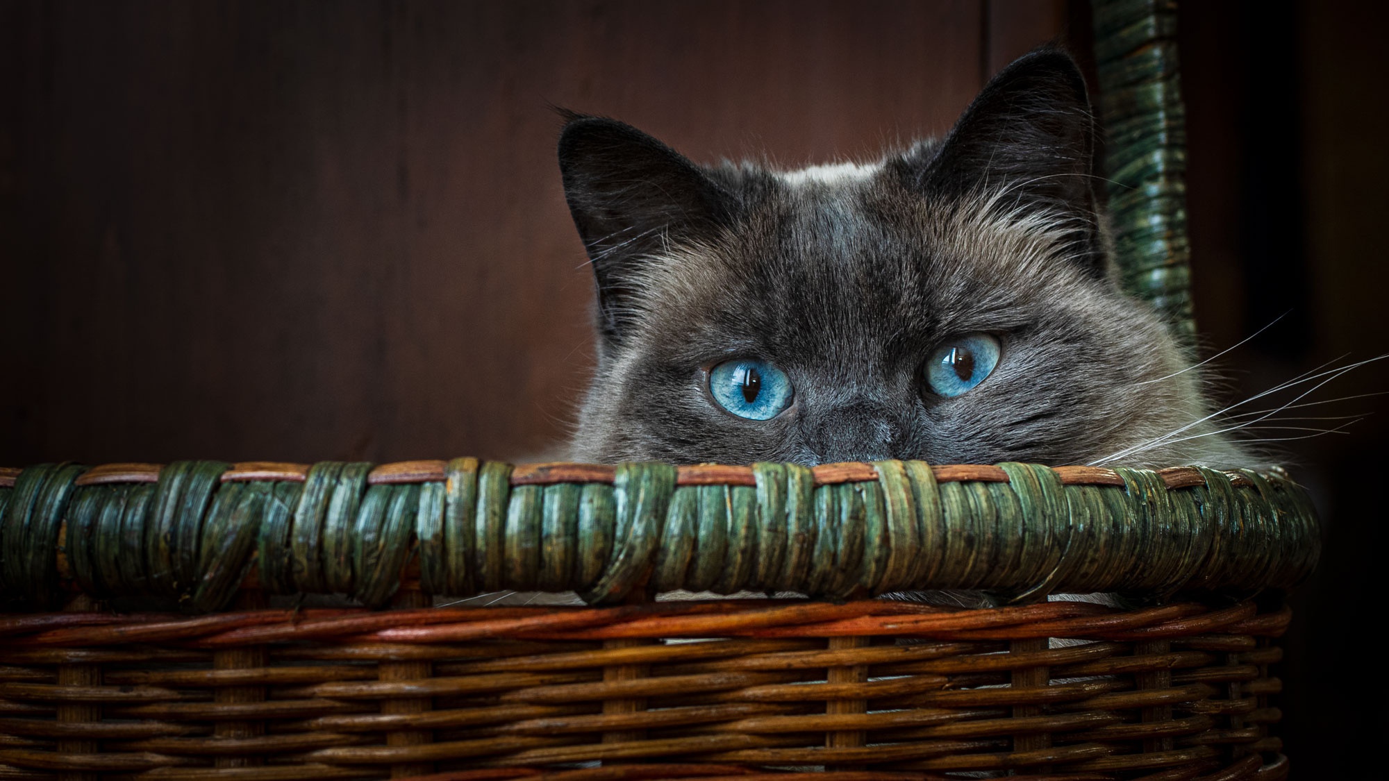 Baixe gratuitamente a imagem Animais, Gatos, Gato na área de trabalho do seu PC