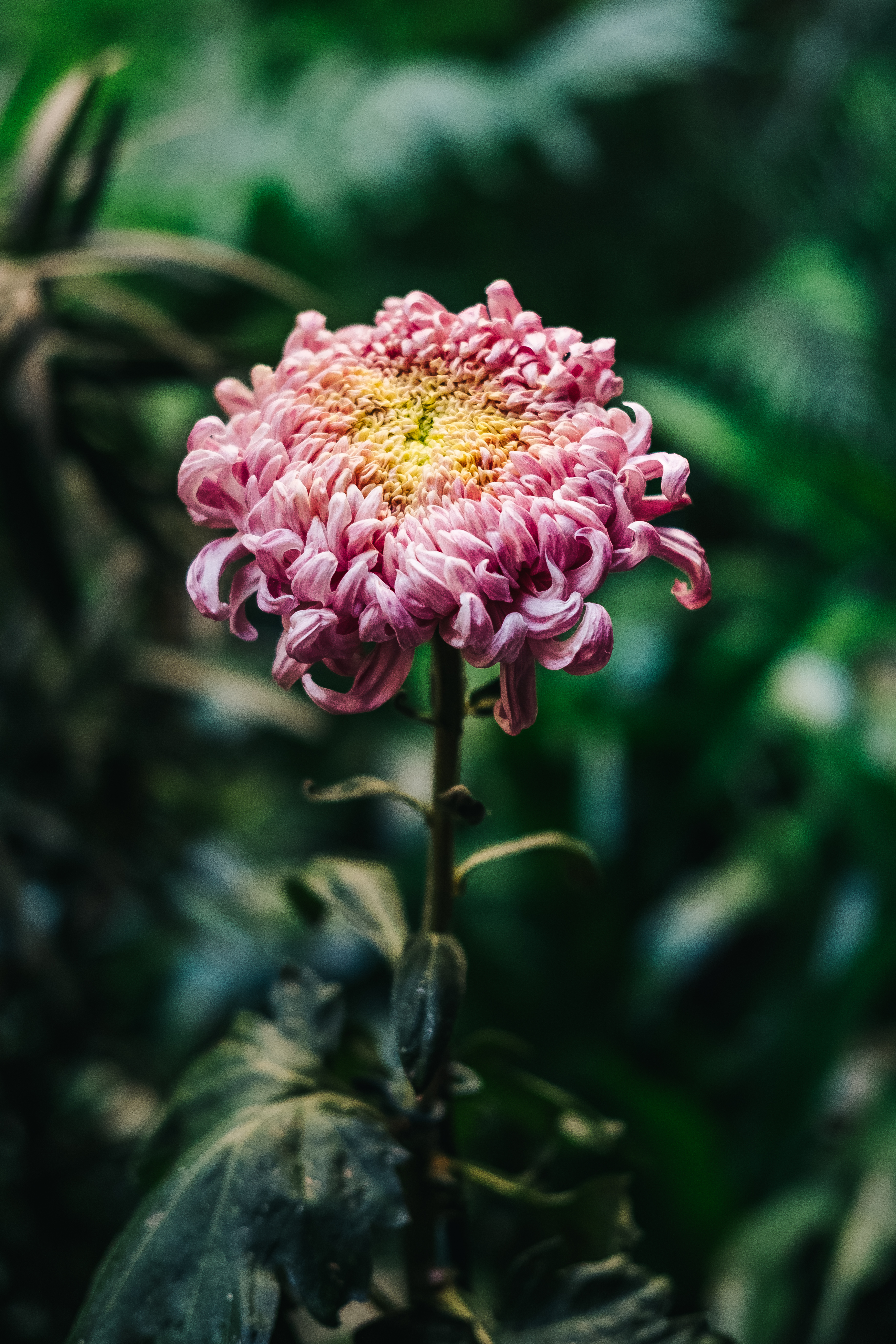 Free download wallpaper Chrysanthemum, Bud, Blur, Smooth, Stem, Stalk, Flowers, Pink on your PC desktop