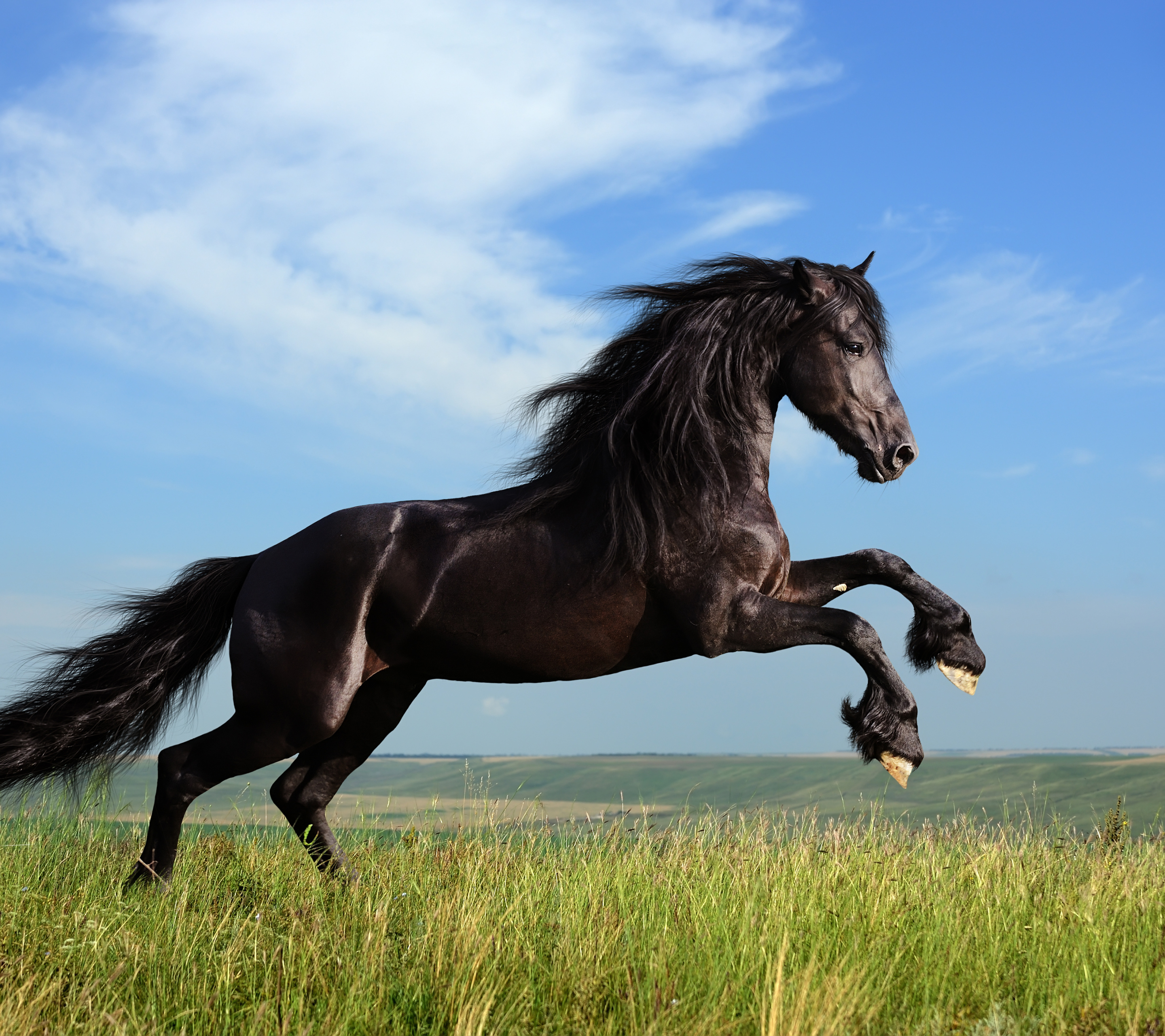 1254724 скачать обои животные, фризская лошадь, лошадь - заставки и картинки бесплатно