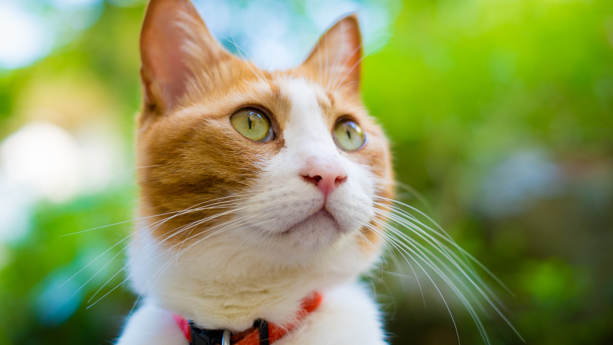 Baixe gratuitamente a imagem Animais, Gatos, Gato na área de trabalho do seu PC