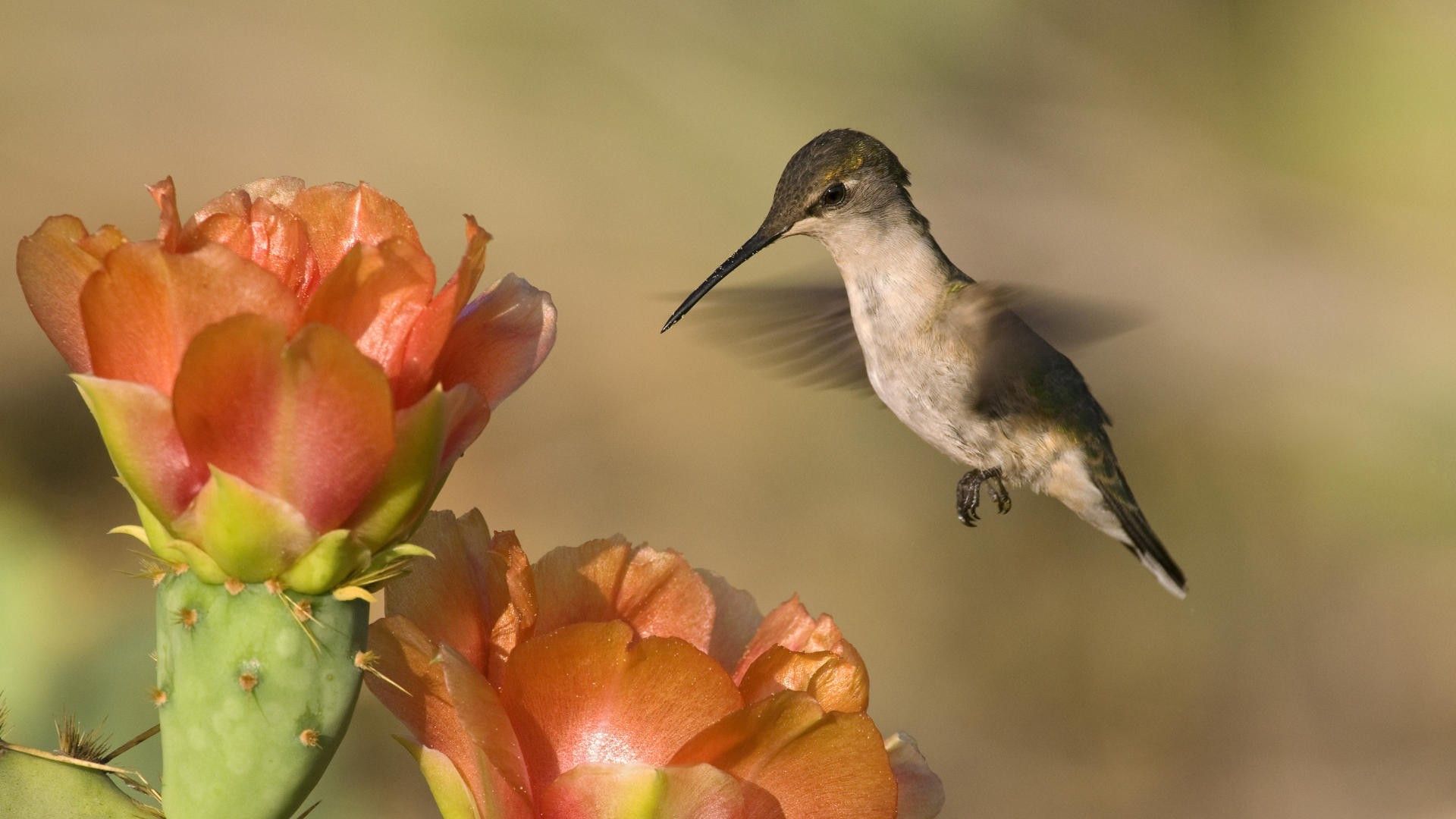 156025 скачать картинку колибри, животные, цветок, птица, полет, взмах - обои и заставки бесплатно