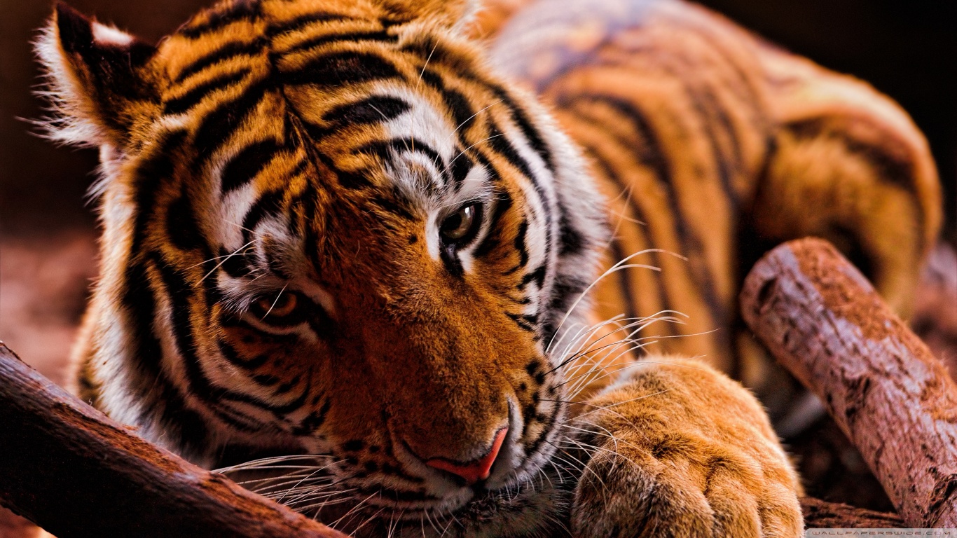 Free download wallpaper Cats, Tiger, Animal on your PC desktop