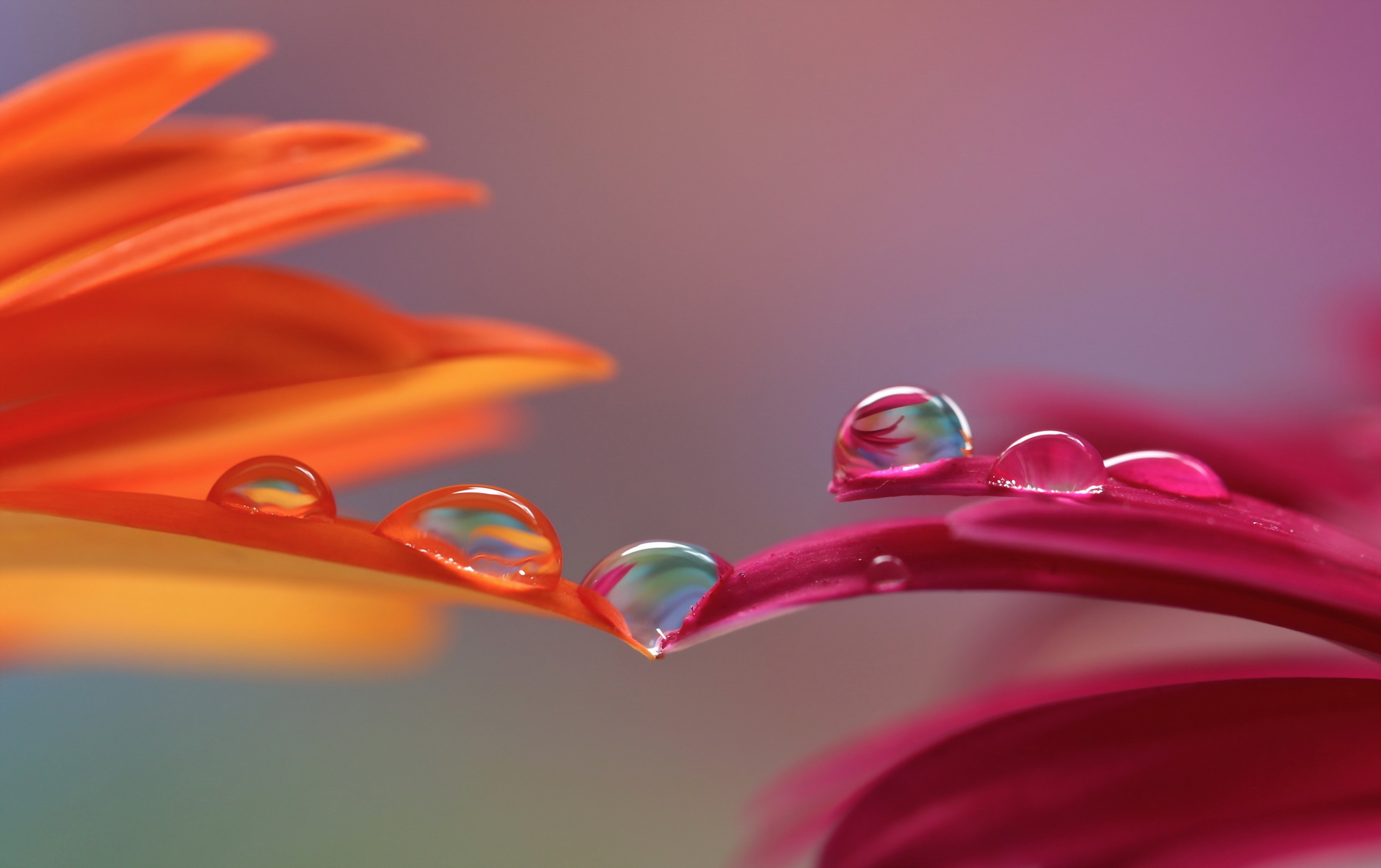 Descarga gratuita de fondo de pantalla para móvil de Flor, Tierra/naturaleza, Gota De Agua, Macrofotografía, Reflejo.