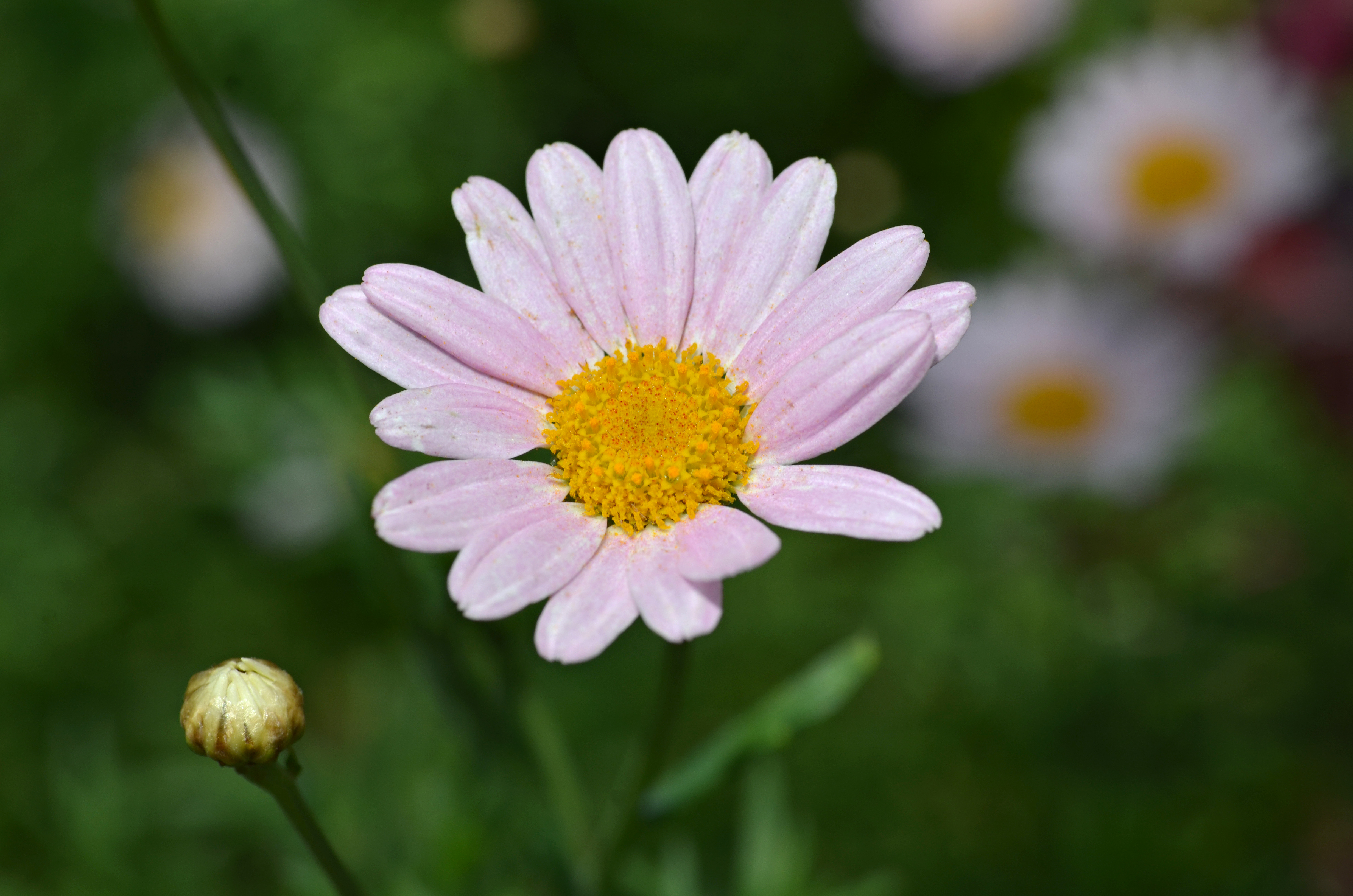 Téléchargez gratuitement l'image Fleurs, Fleur, Terre/nature sur le bureau de votre PC