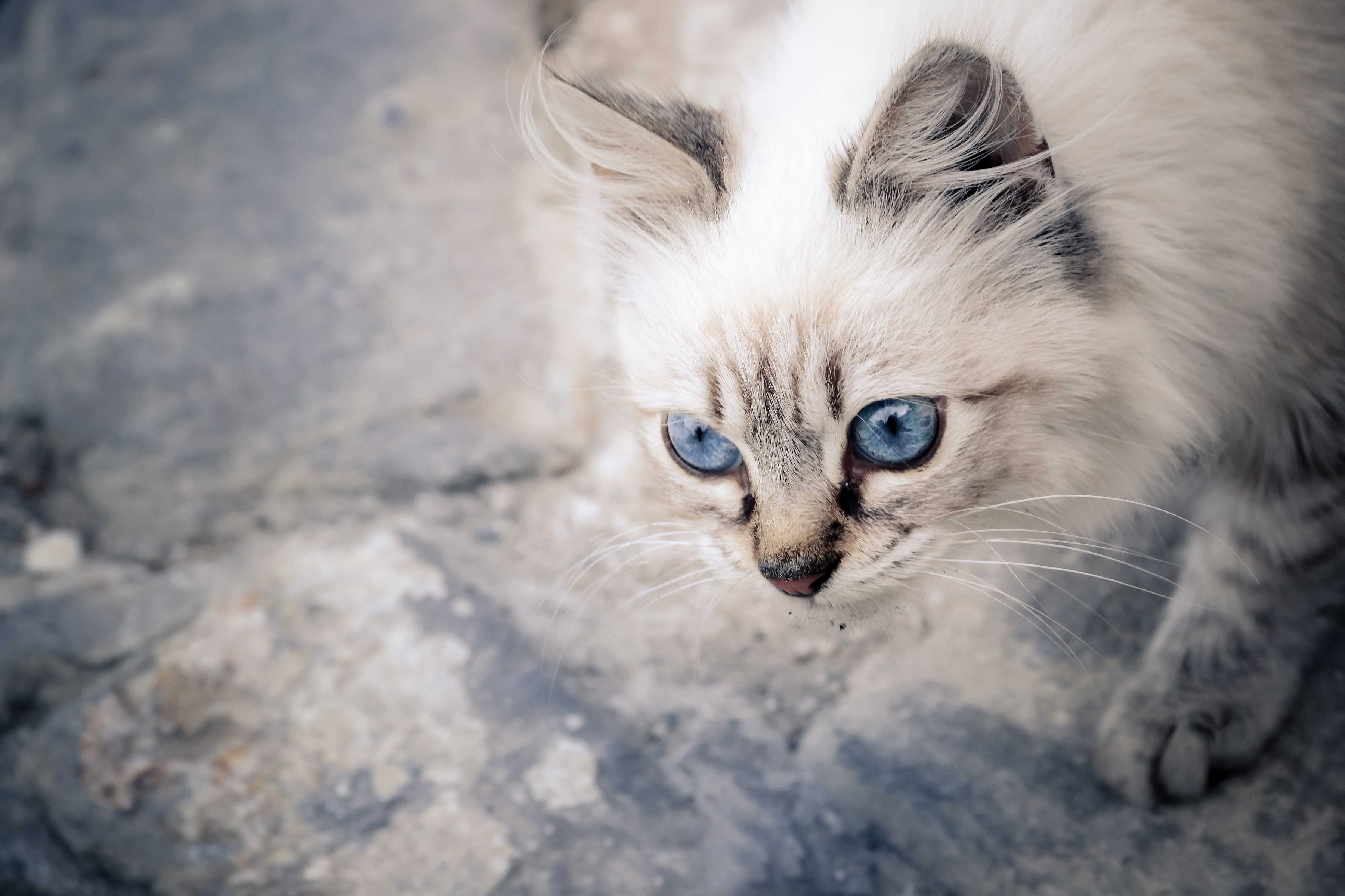 Handy-Wallpaper Tiere, Katzen, Katze kostenlos herunterladen.