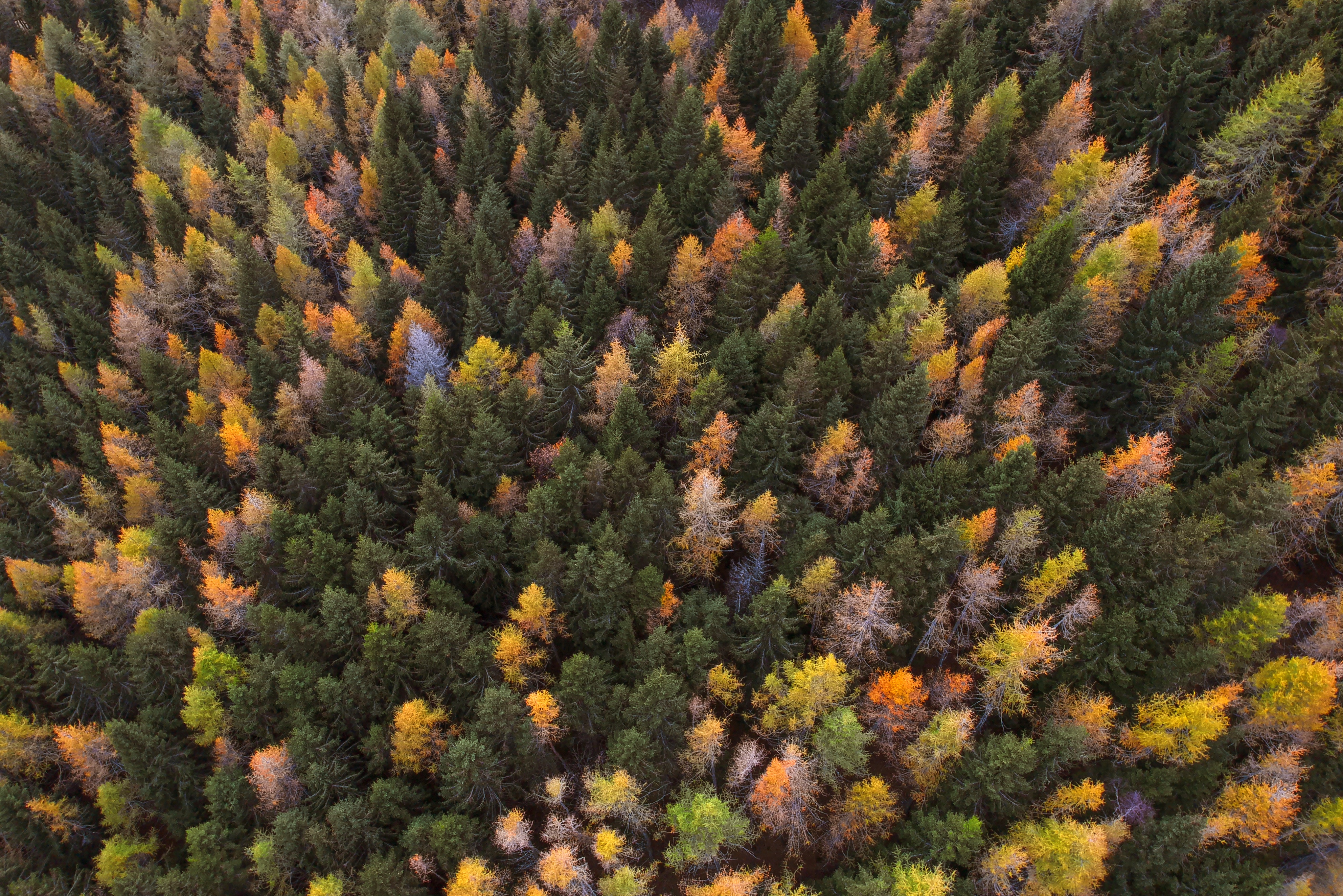 147405 télécharger le fond d'écran automne, nature, arbres, vue d'en haut, vue d’en haut, forêt, peintures d’automne, peintures d'automne - économiseurs d'écran et images gratuitement