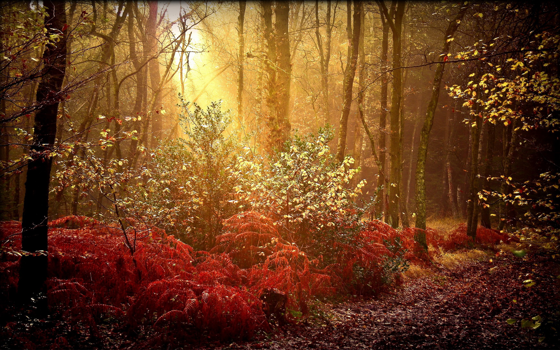 Téléchargez des papiers peints mobile Automne, Terre/nature gratuitement.