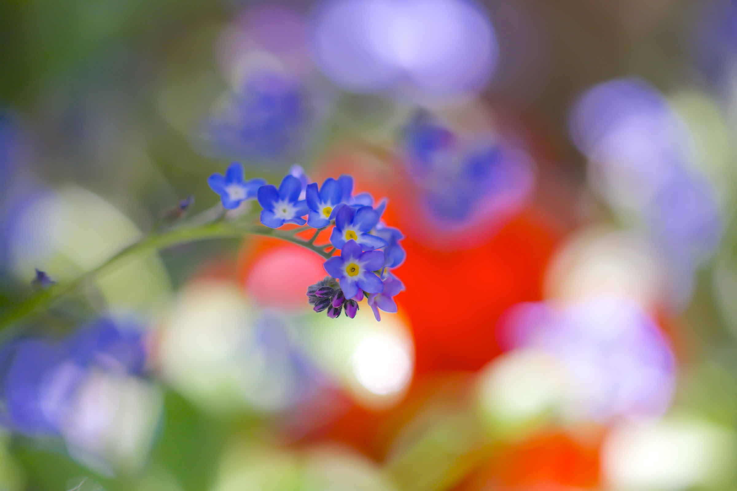 Download mobile wallpaper Nature, Flowers, Flower, Earth, Bokeh, Forget Me Not, Blue Flower for free.
