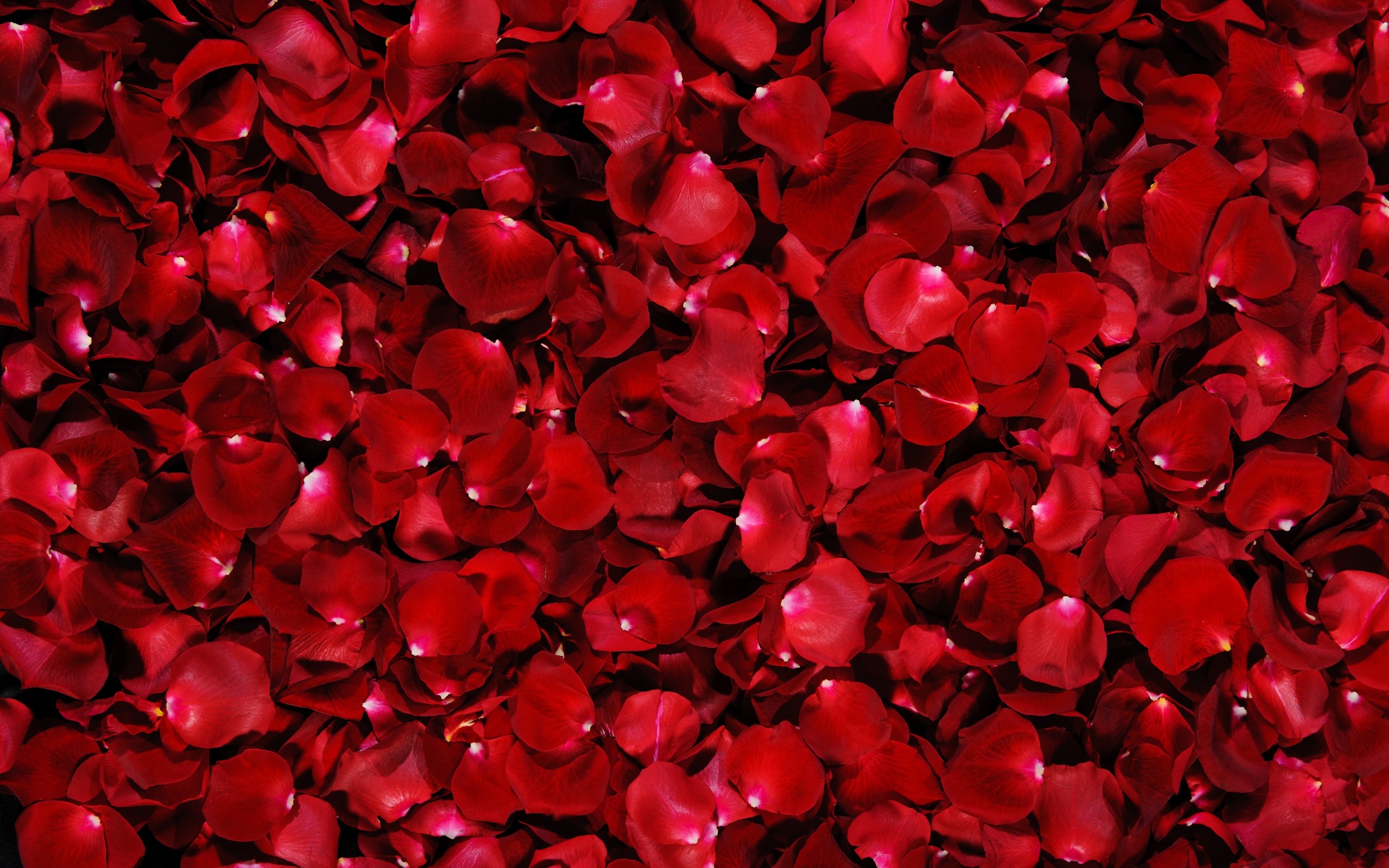 Download mobile wallpaper Flowers, Flower, Rose, Close Up, Earth, Petal, Red Rose for free.