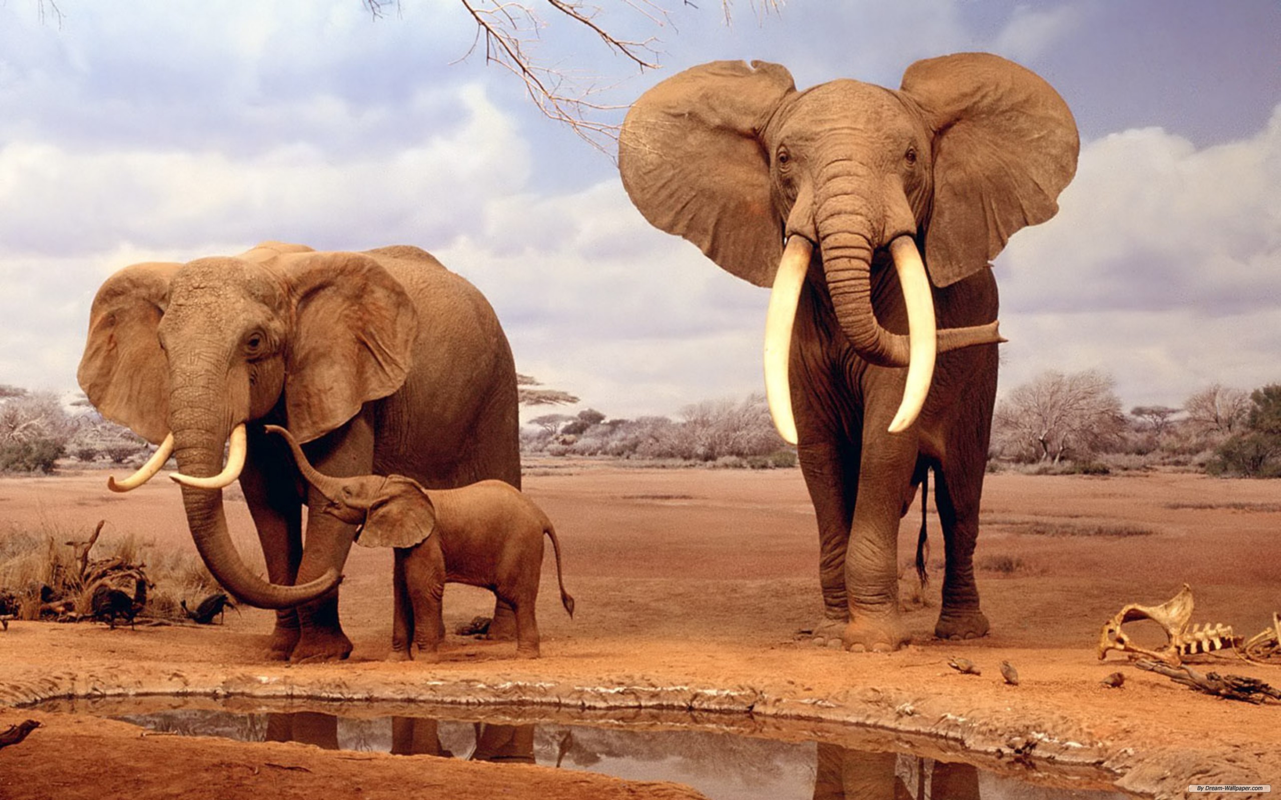 175357 télécharger le fond d'écran animaux, éléphant de savane d'afrique, éléphants - économiseurs d'écran et images gratuitement