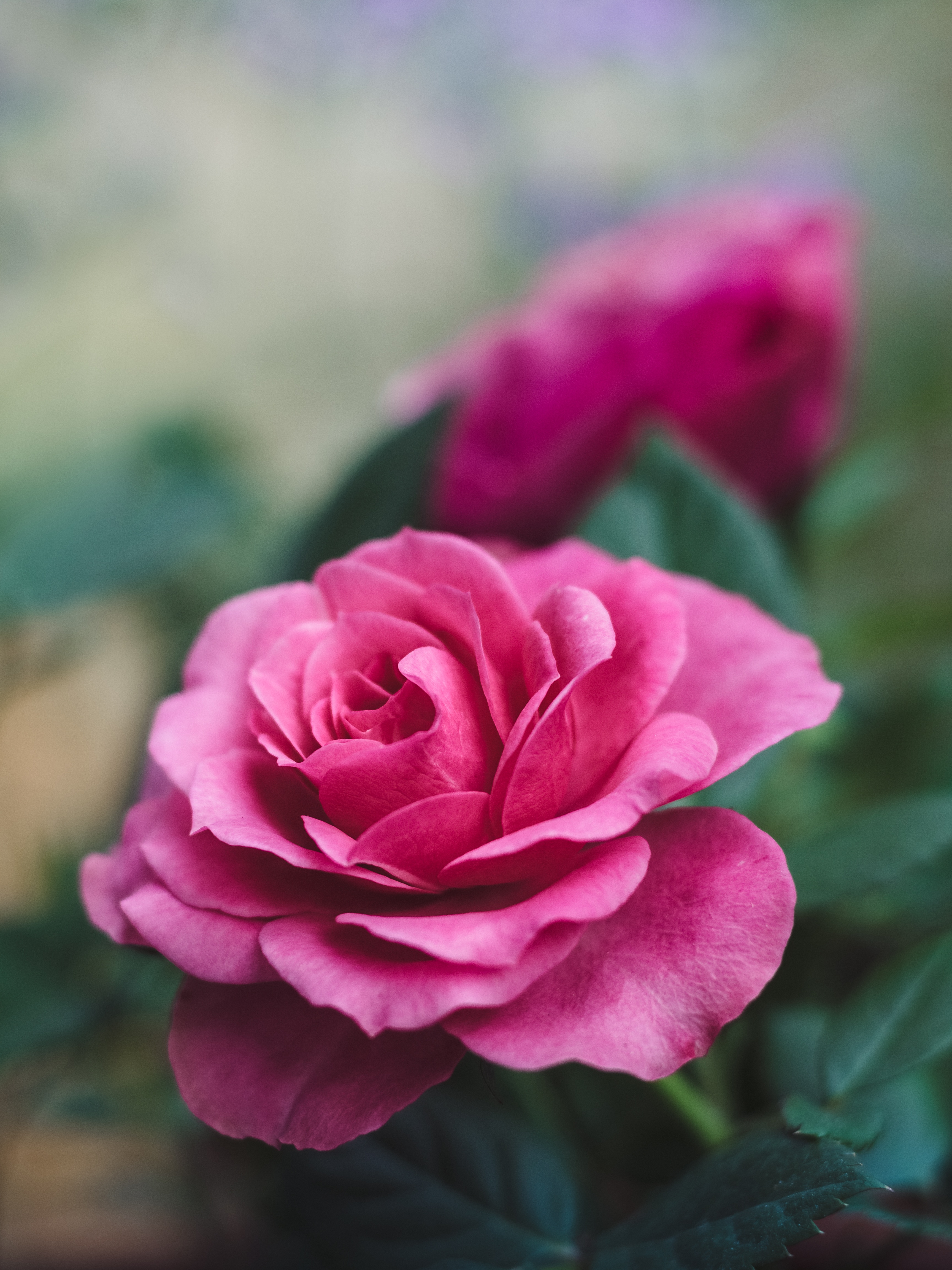 Download mobile wallpaper Beautiful, Flowers, Flower, Close Up, Rose, Rose Flower, Pink, Romance for free.