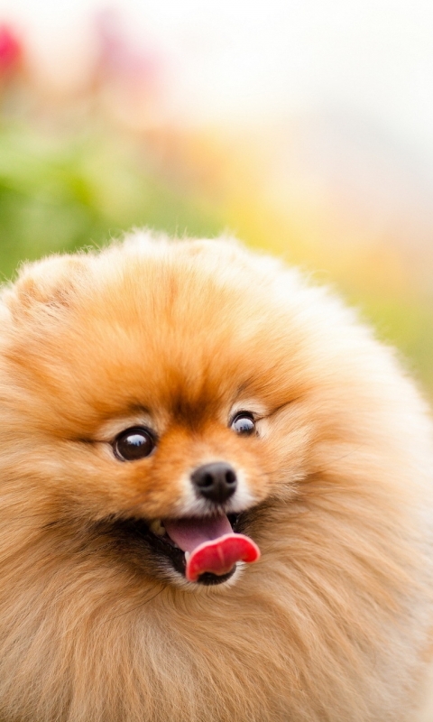 Download mobile wallpaper Dogs, Animal, Pomeranian for free.