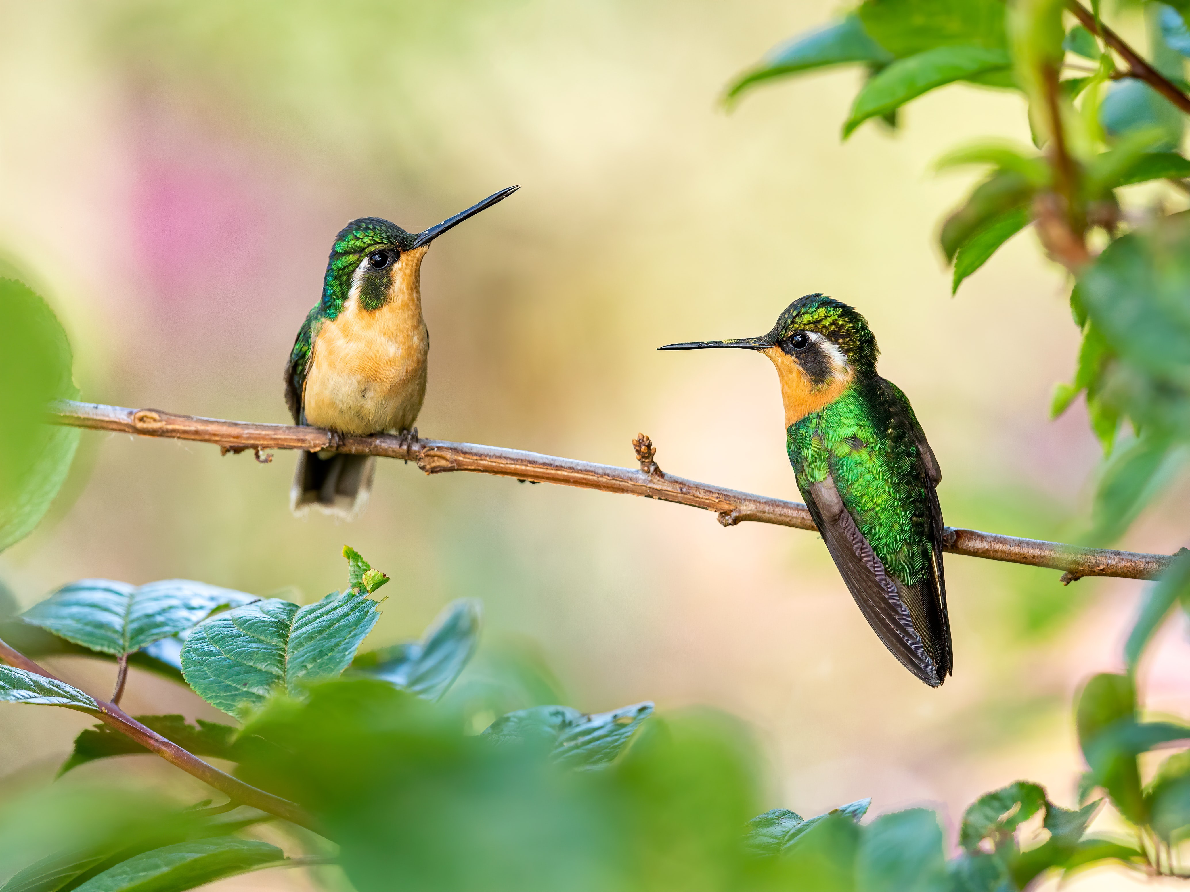Laden Sie das Tiere, Vögel, Vogel, Kolibri-Bild kostenlos auf Ihren PC-Desktop herunter