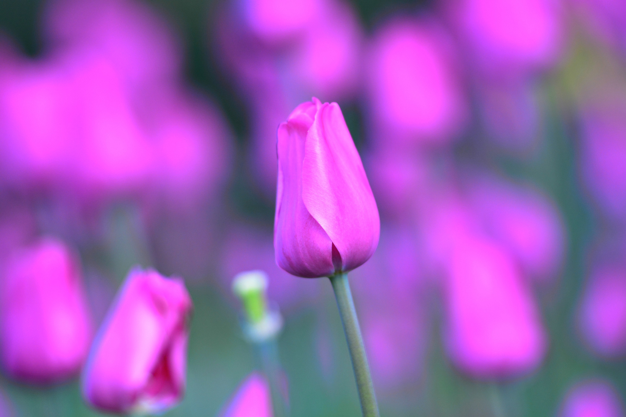 Téléchargez gratuitement l'image Fleurs, Tulipe, Bourgeon, Fleur, Tige sur le bureau de votre PC