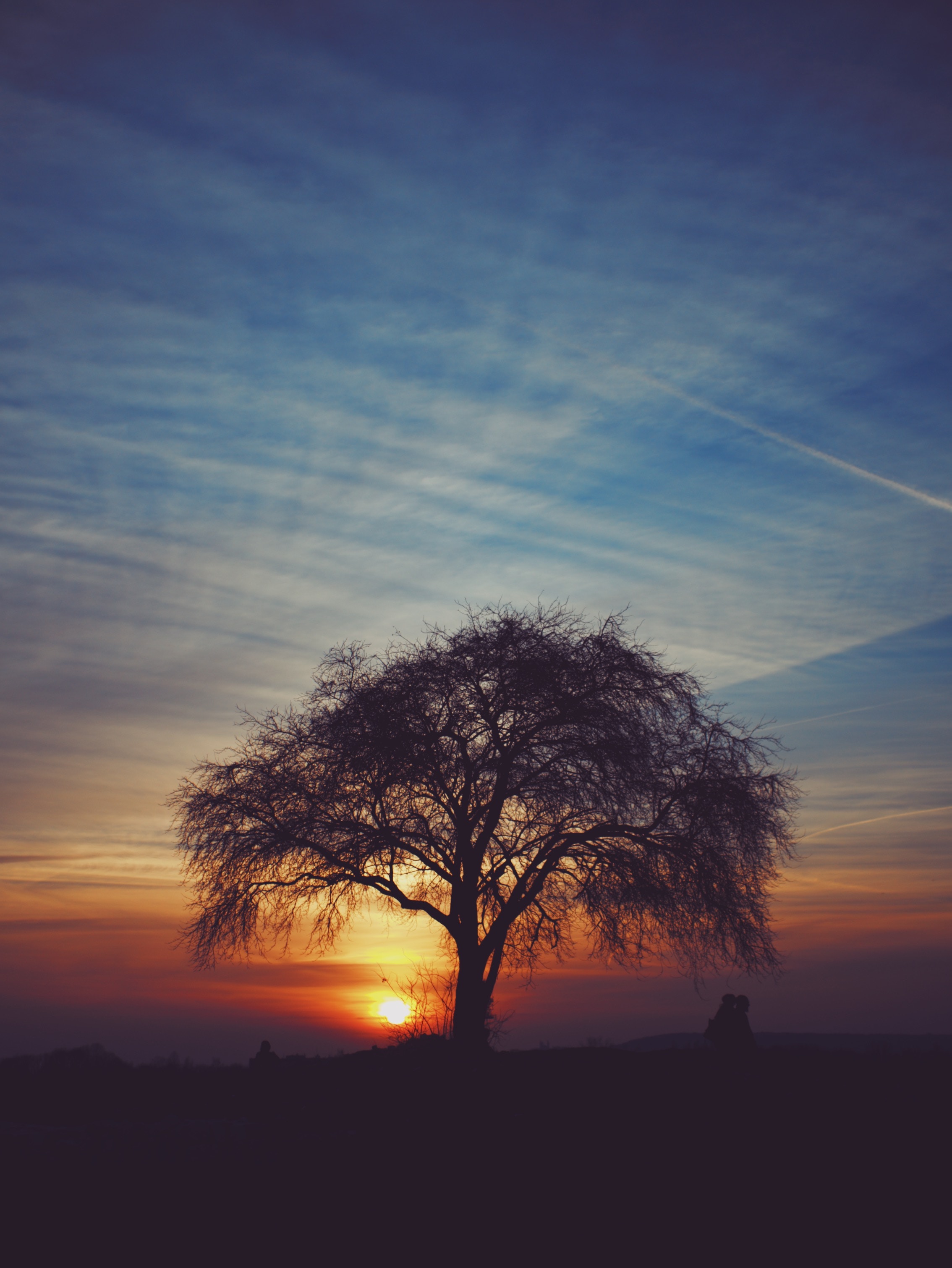 silhouettes, nature, sunset, sky, horizon, wood, tree, idyll HD wallpaper