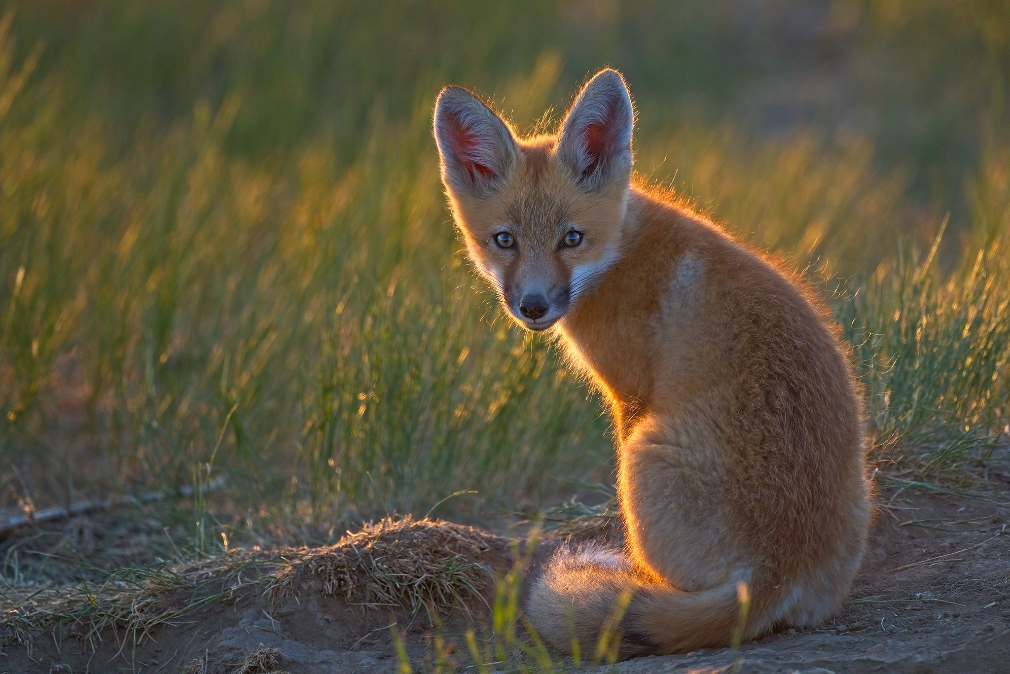 Téléchargez des papiers peints mobile Animaux, Renard gratuitement.