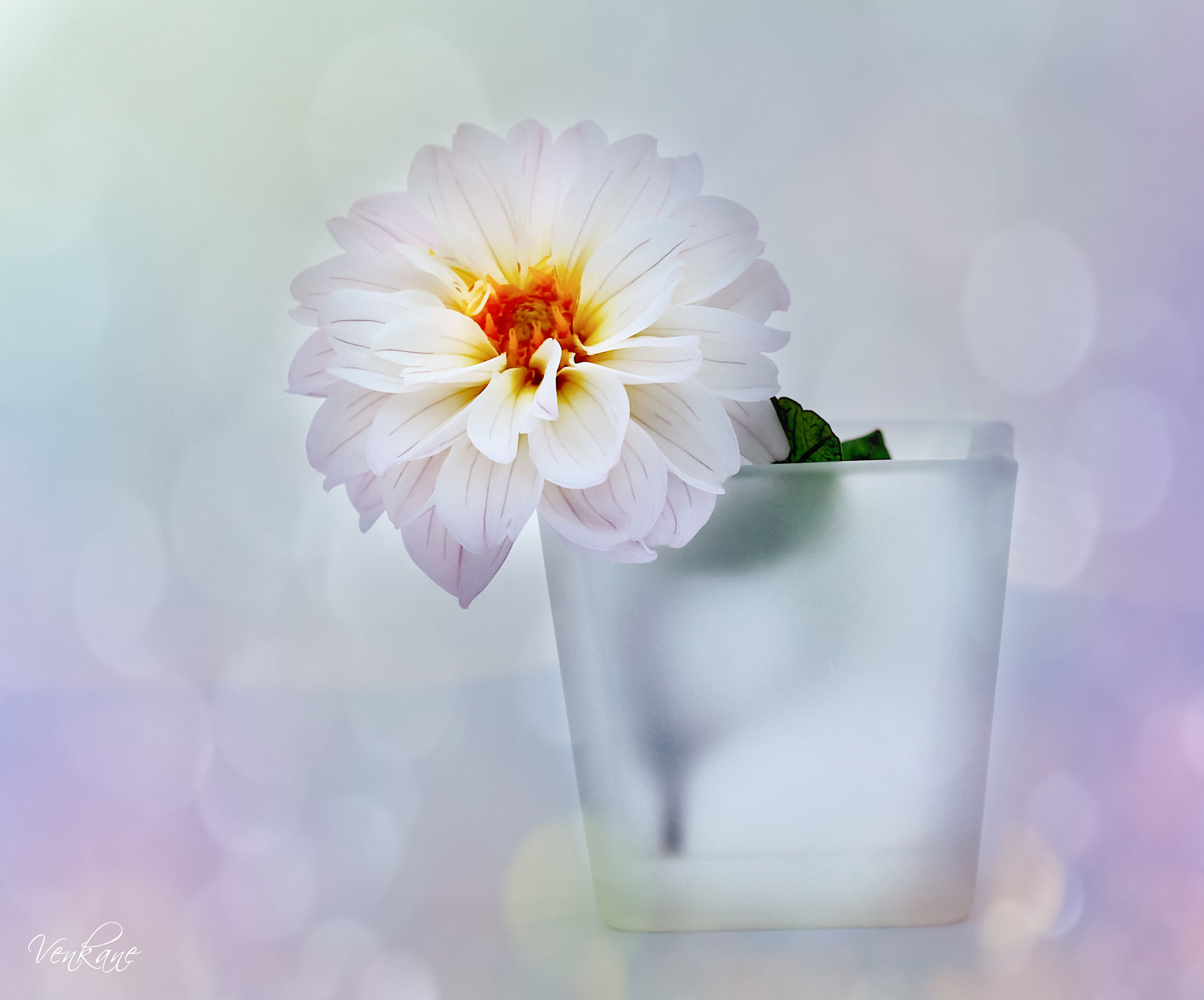 Download mobile wallpaper Flowers, Flower, Cup, Earth, Dahlia, White Flower for free.
