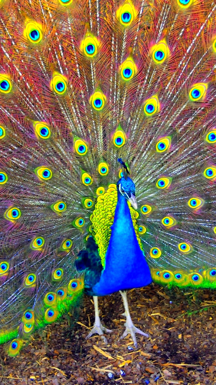 Descarga gratuita de fondo de pantalla para móvil de Animales, Pavo Real, Aves.