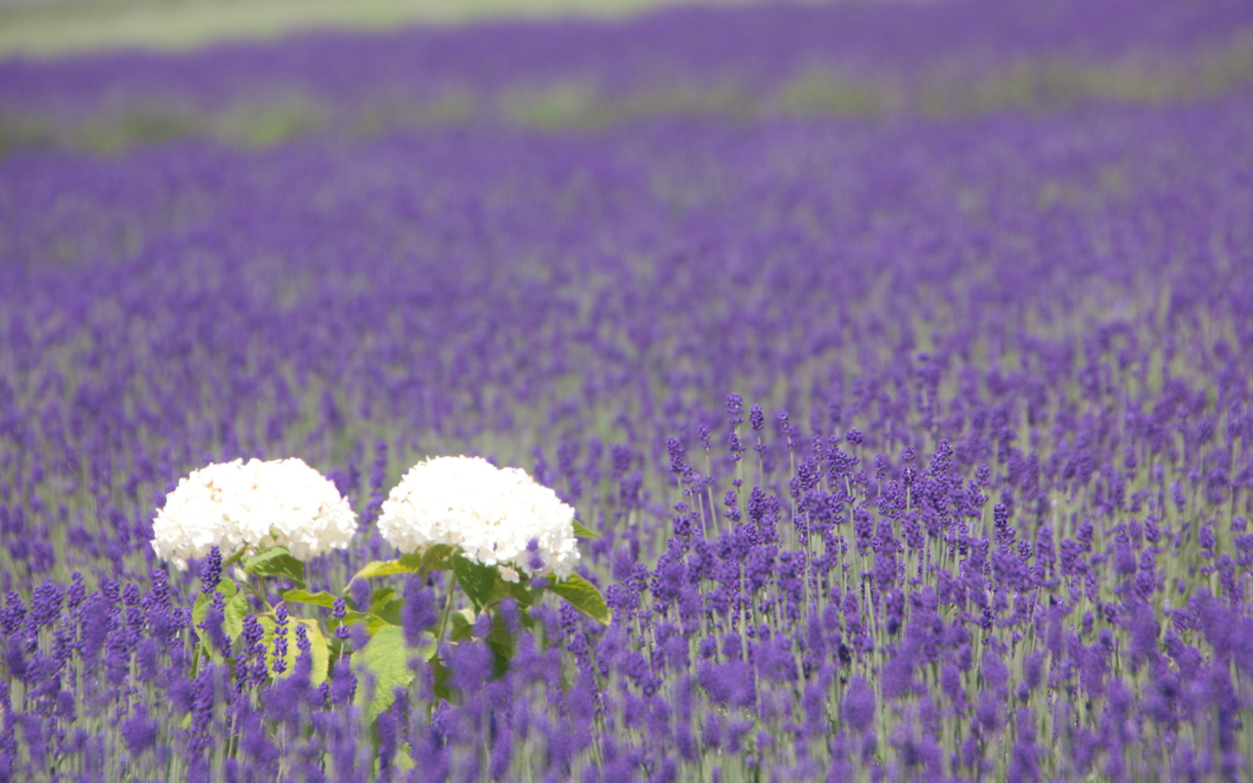 Téléchargez gratuitement l'image Fleurs, Fleur, Terre/nature sur le bureau de votre PC