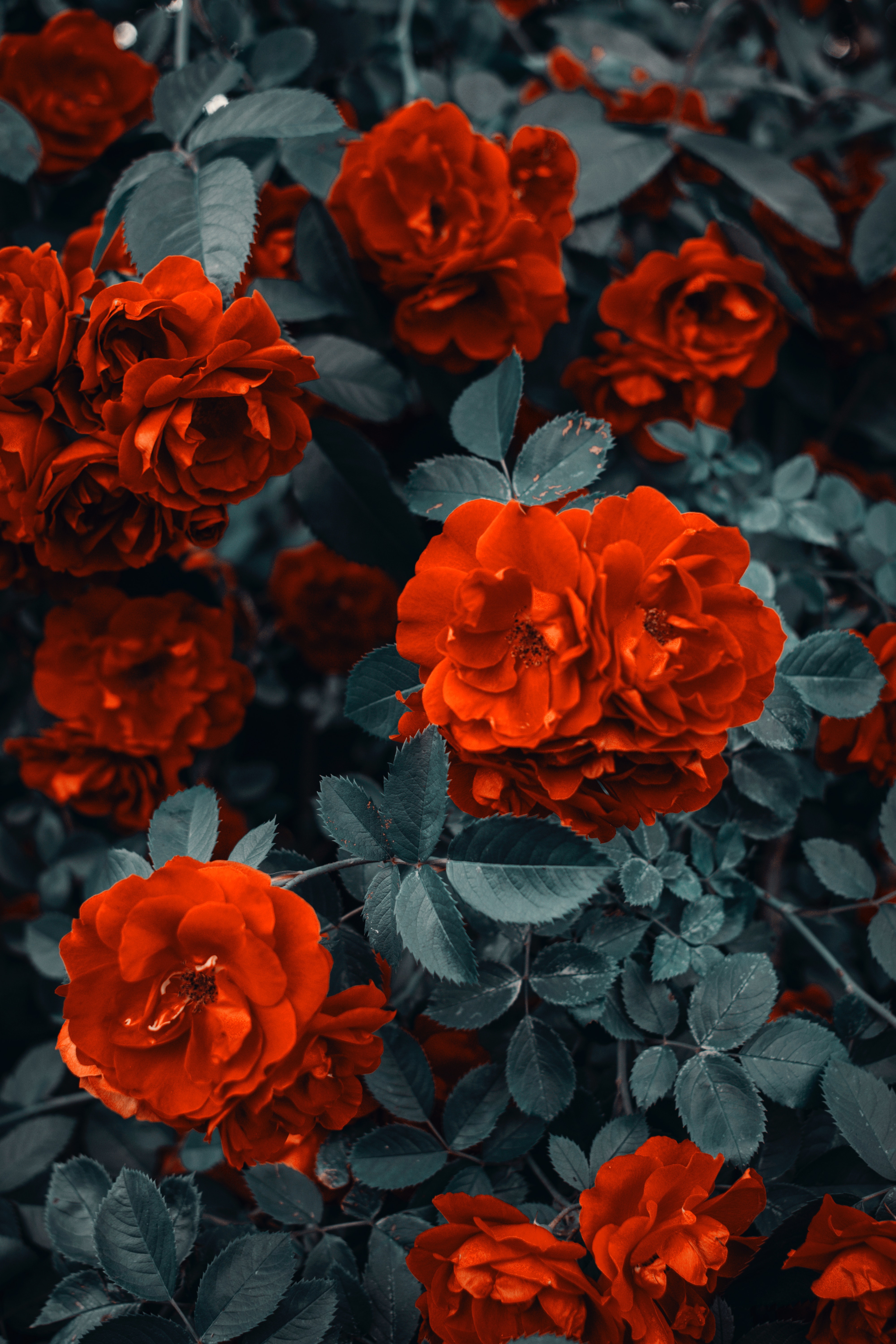 Laden Sie das Bush, Busch, Knospen, Roses, Blumen-Bild kostenlos auf Ihren PC-Desktop herunter