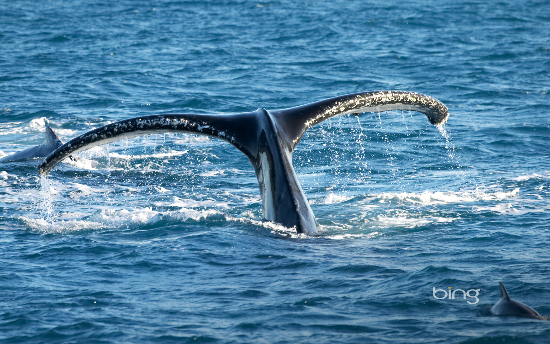 Téléchargez gratuitement l'image Animaux, Baleine sur le bureau de votre PC