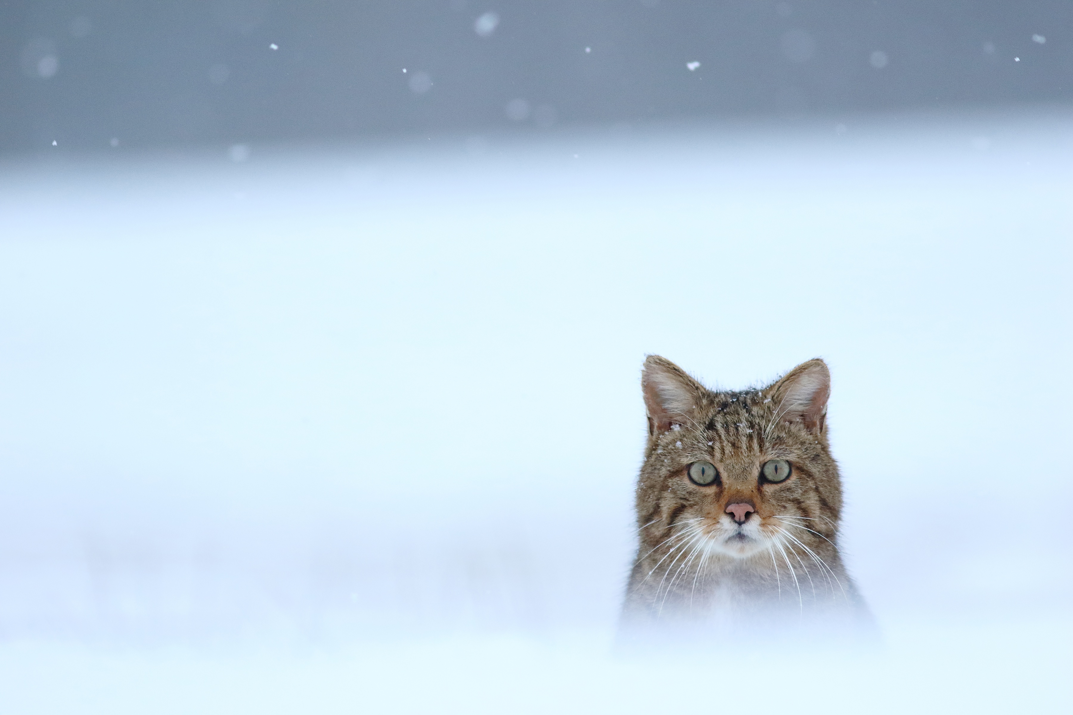 Baixe gratuitamente a imagem Animais, Gatos, Gato, Olhar Fixamente na área de trabalho do seu PC