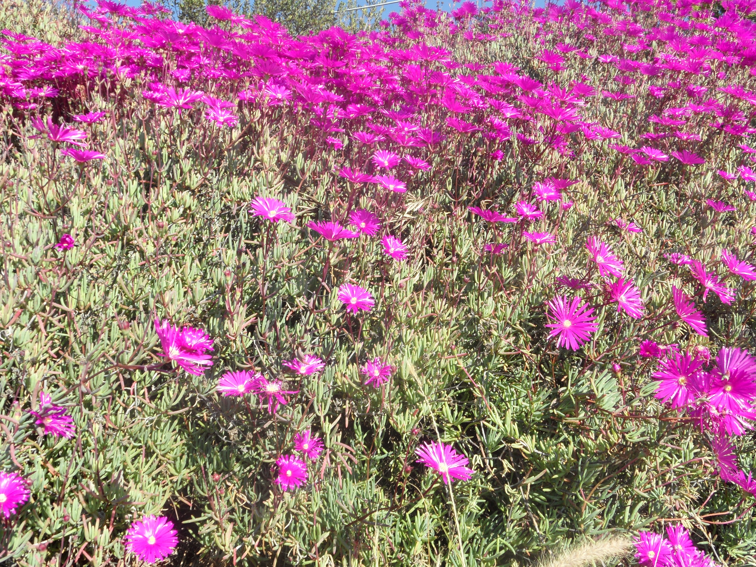 Descarga gratuita de fondo de pantalla para móvil de Flor, Tierra/naturaleza.