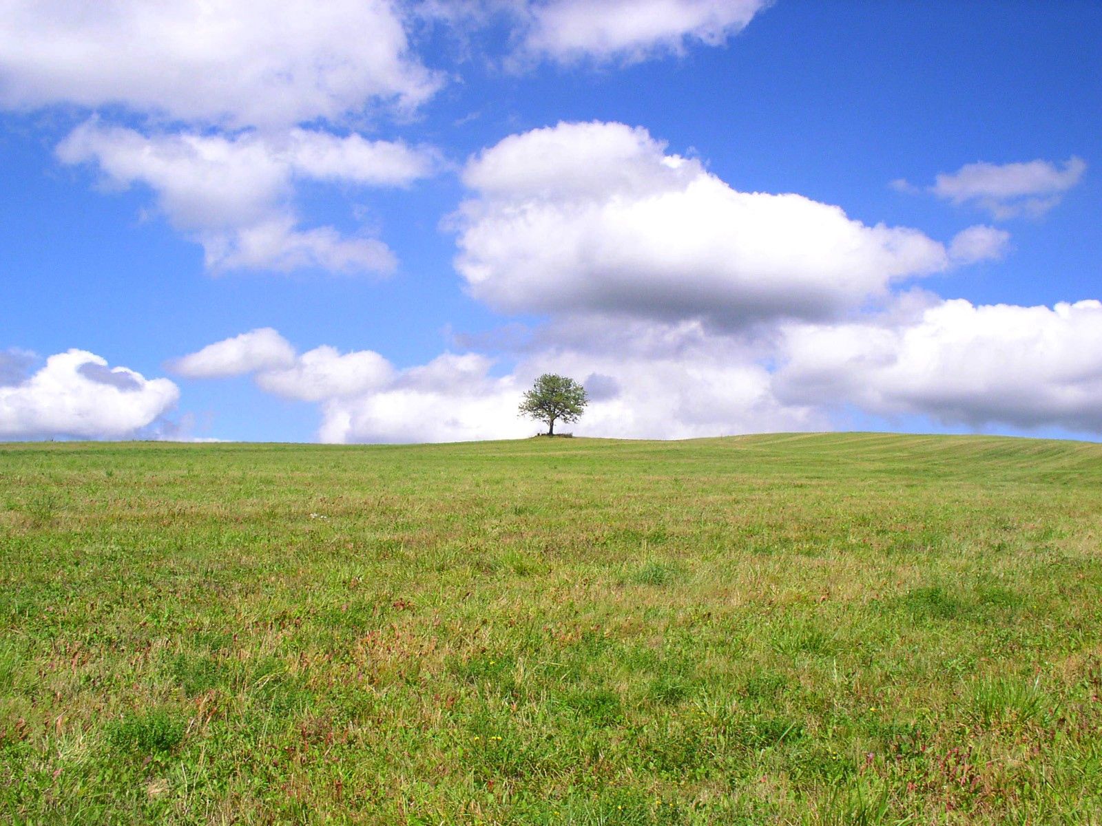 145422 скачать обои дерево, одинокое, природа, трава, небо, облака, зелень, поле, луг - заставки и картинки бесплатно