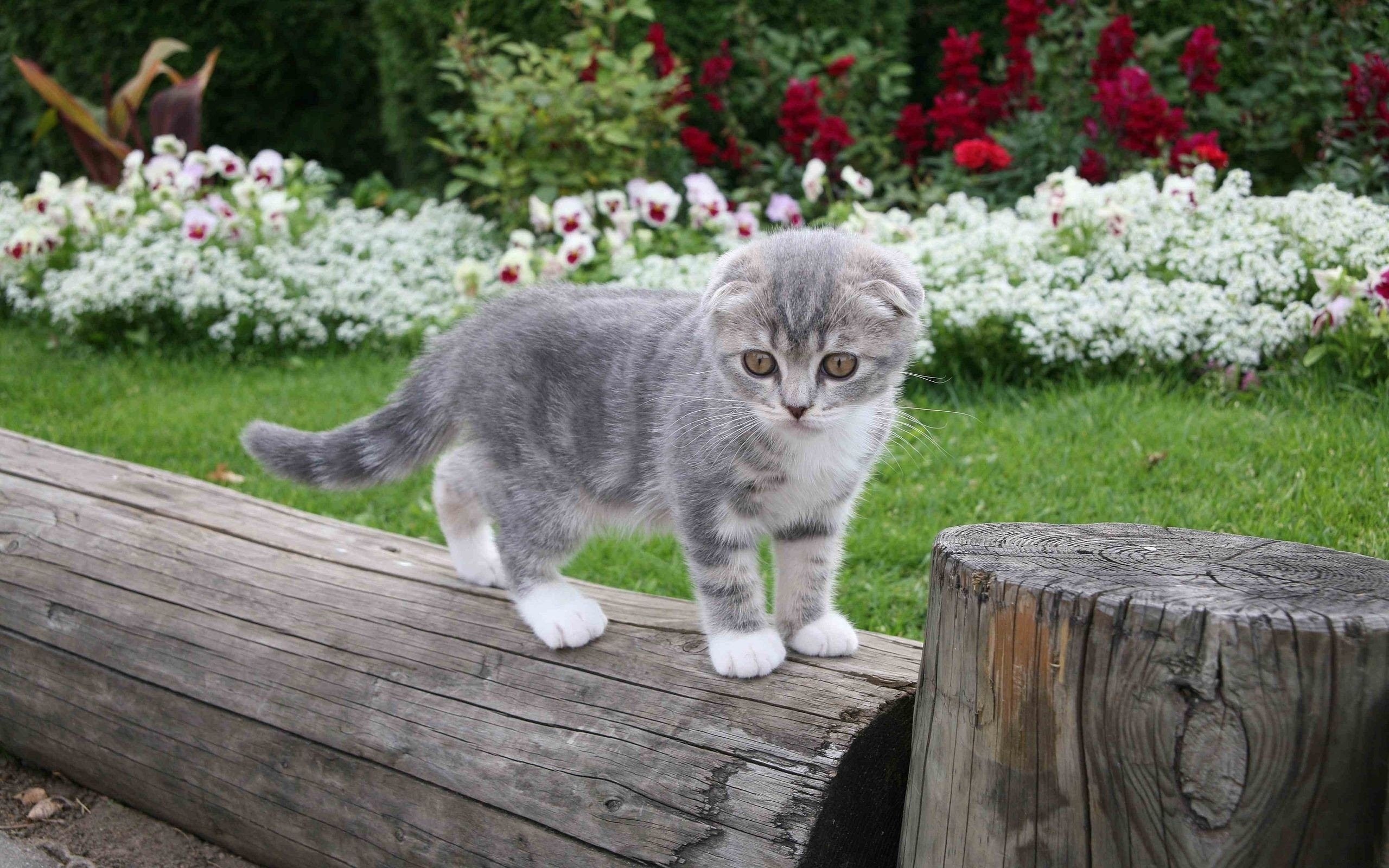 Baixe gratuitamente a imagem Animais, Gatos, Gato na área de trabalho do seu PC