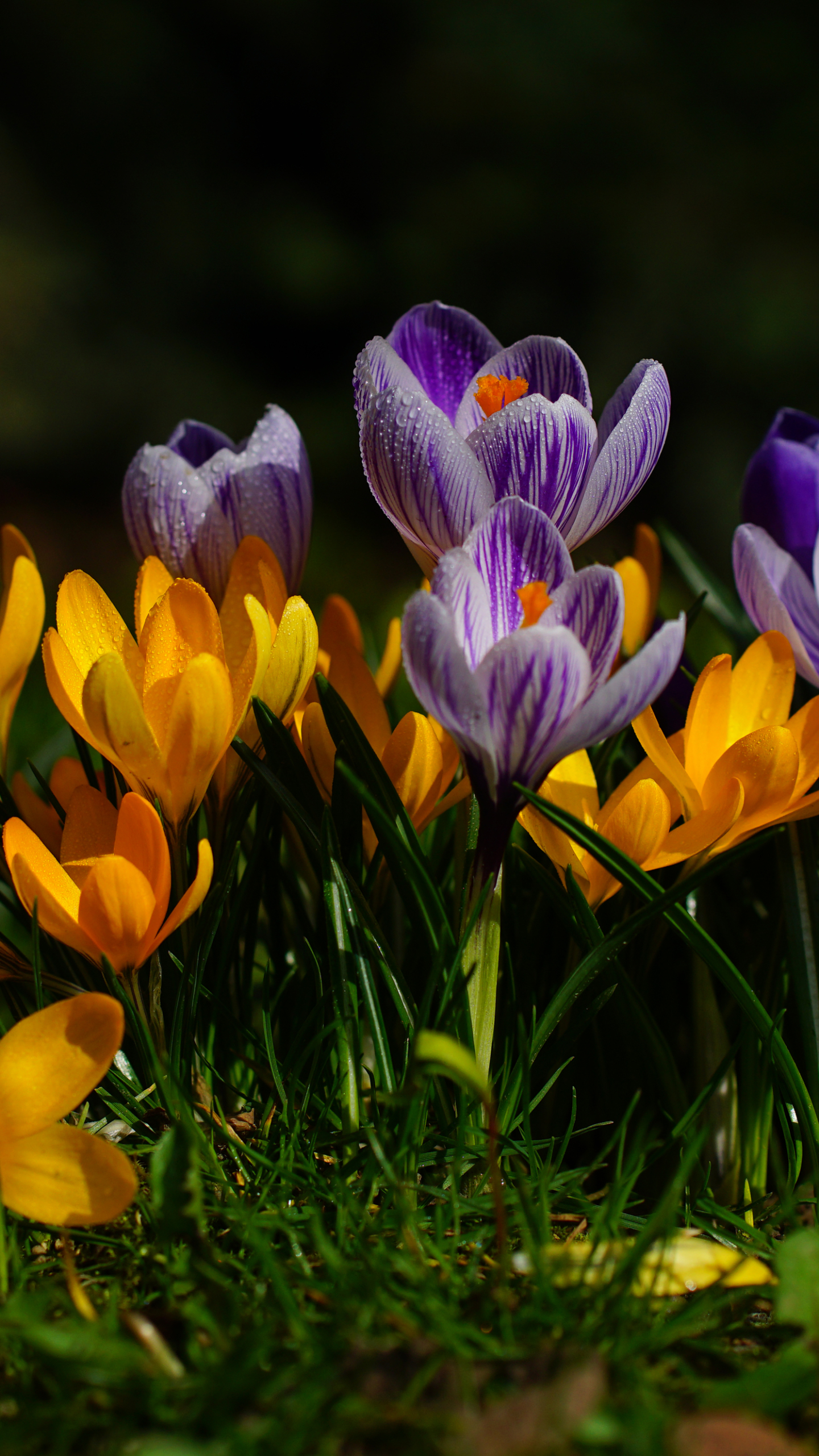 Скачати мобільні шпалери Природа, Квітка, Земля, Весна, Крокус, Жовта Квітка, Фіолетова Квітка, Флауерзи безкоштовно.