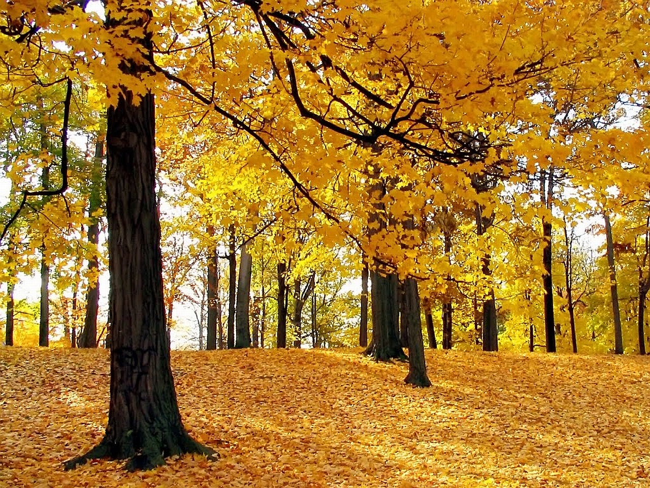 Descarga gratis la imagen Bosque, Tierra/naturaleza en el escritorio de tu PC