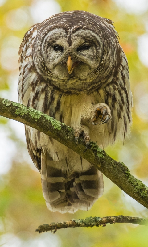 Download mobile wallpaper Birds, Owl, Bird, Animal for free.