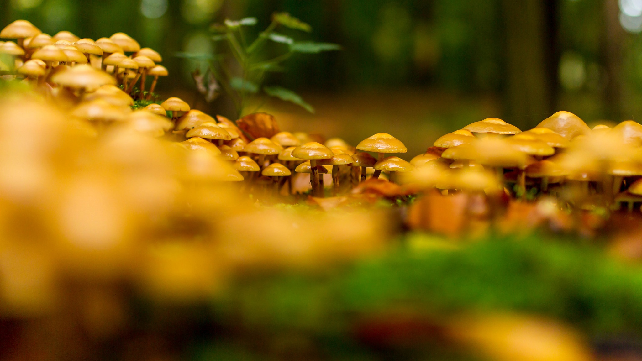 Download mobile wallpaper Nature, Macro, Blur, Fall, Earth, Mushroom for free.