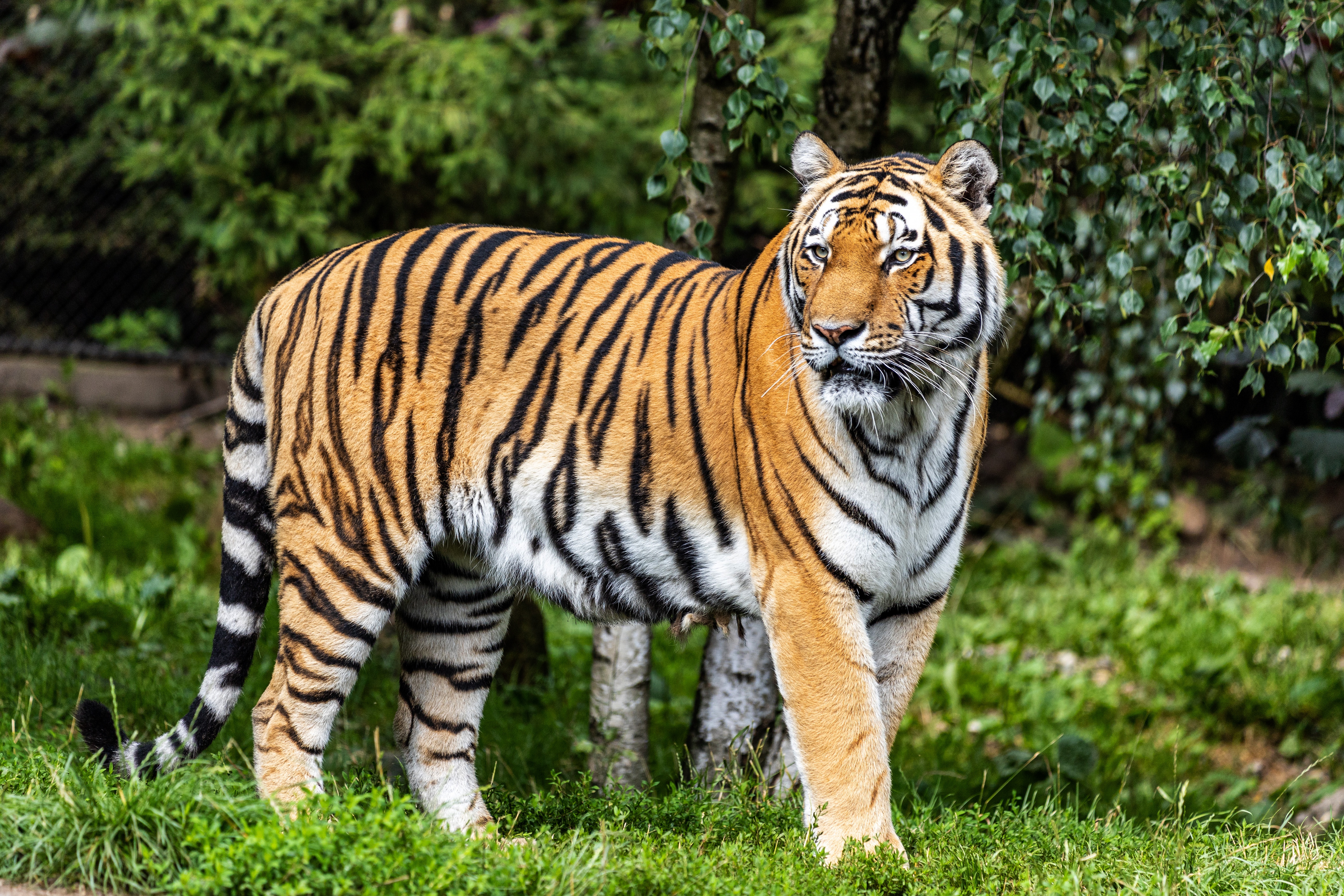 Baixar papel de parede para celular de Animais, Gatos, Tigre gratuito.