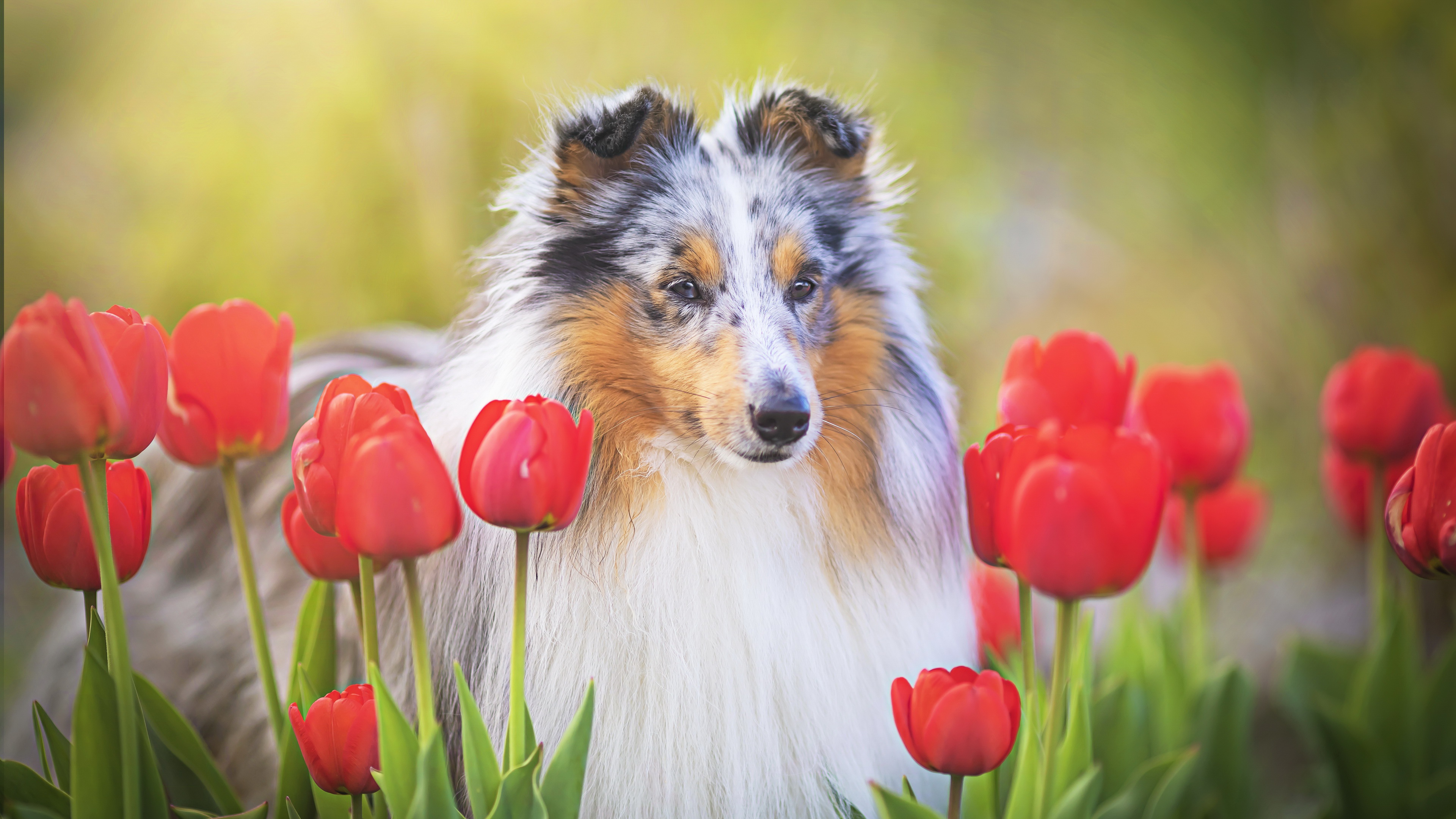 PCデスクトップに動物, チューリップ, 犬, 赤い花, シェットランド・シープドッグ画像を無料でダウンロード