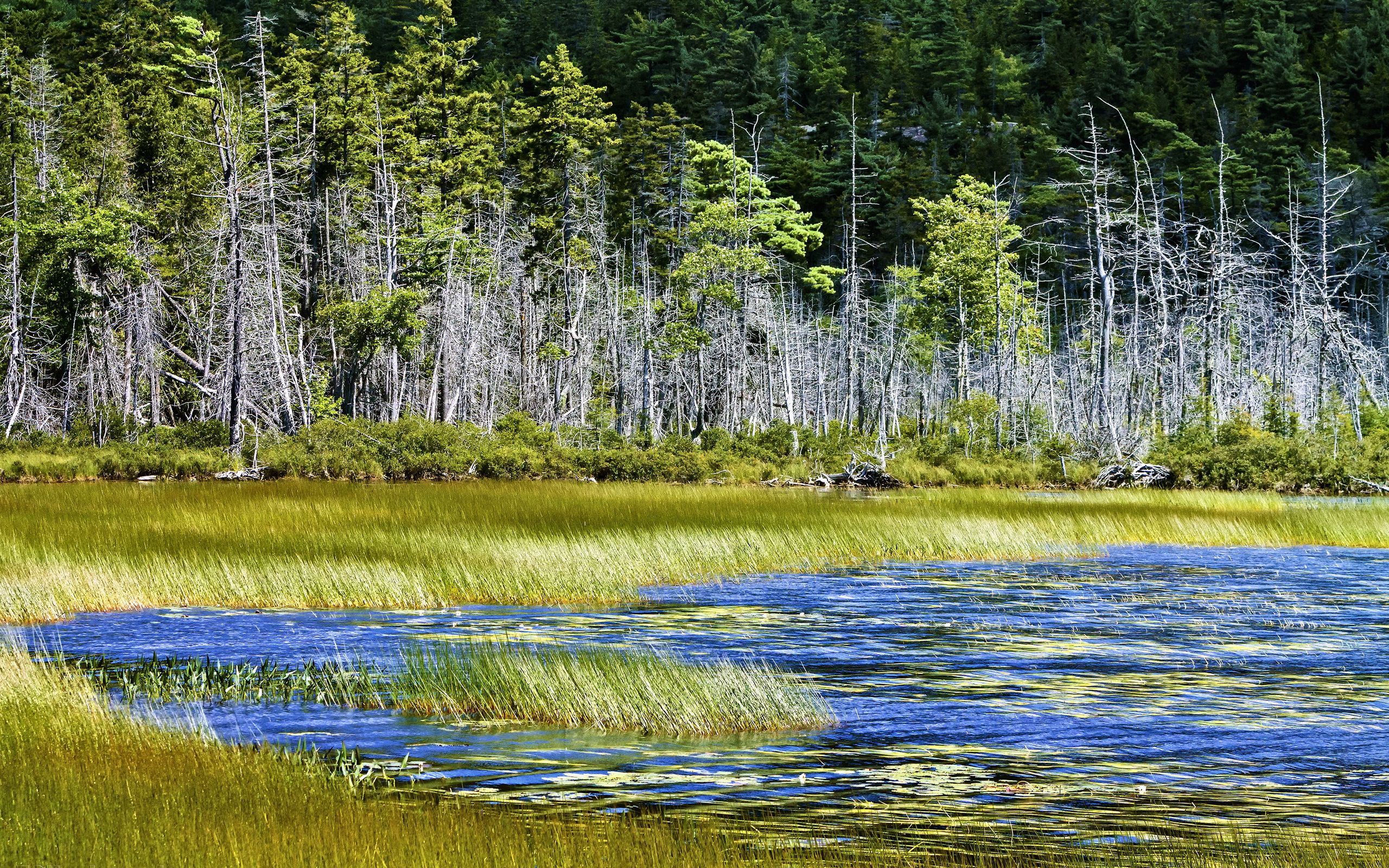 PCデスクトップに自然, 木, 草, 湖画像を無料でダウンロード