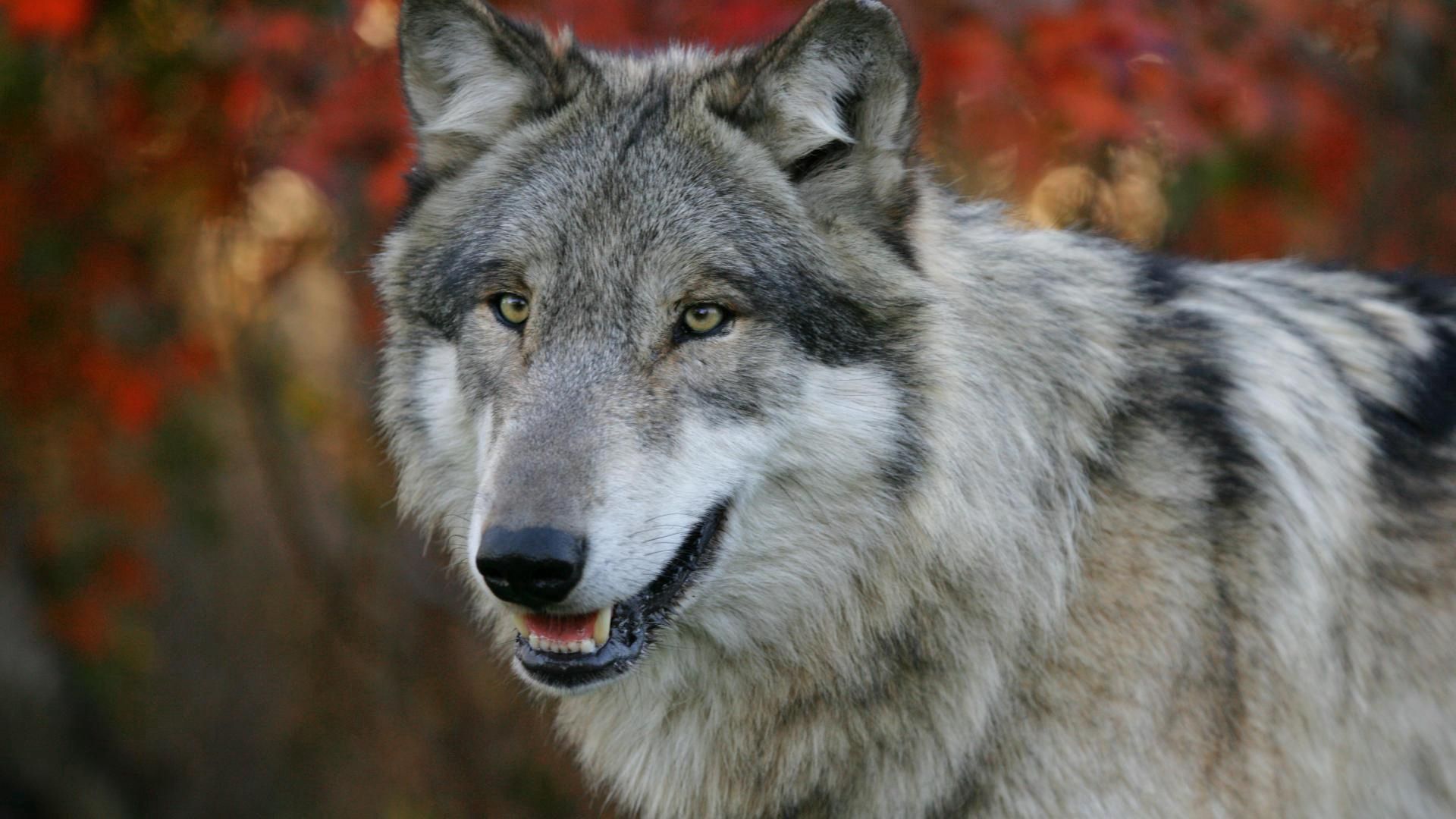 Free download wallpaper Animals, Grass, Muzzle, Sight, Opinion, Hunting, Hunt, Predator, Flowers, Wolf on your PC desktop