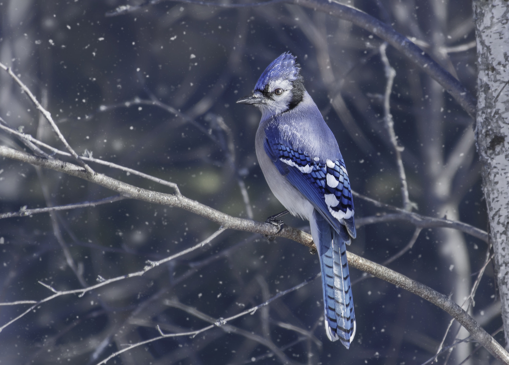 Download mobile wallpaper Birds, Bird, Branch, Animal, Snowfall, Blue Jay for free.