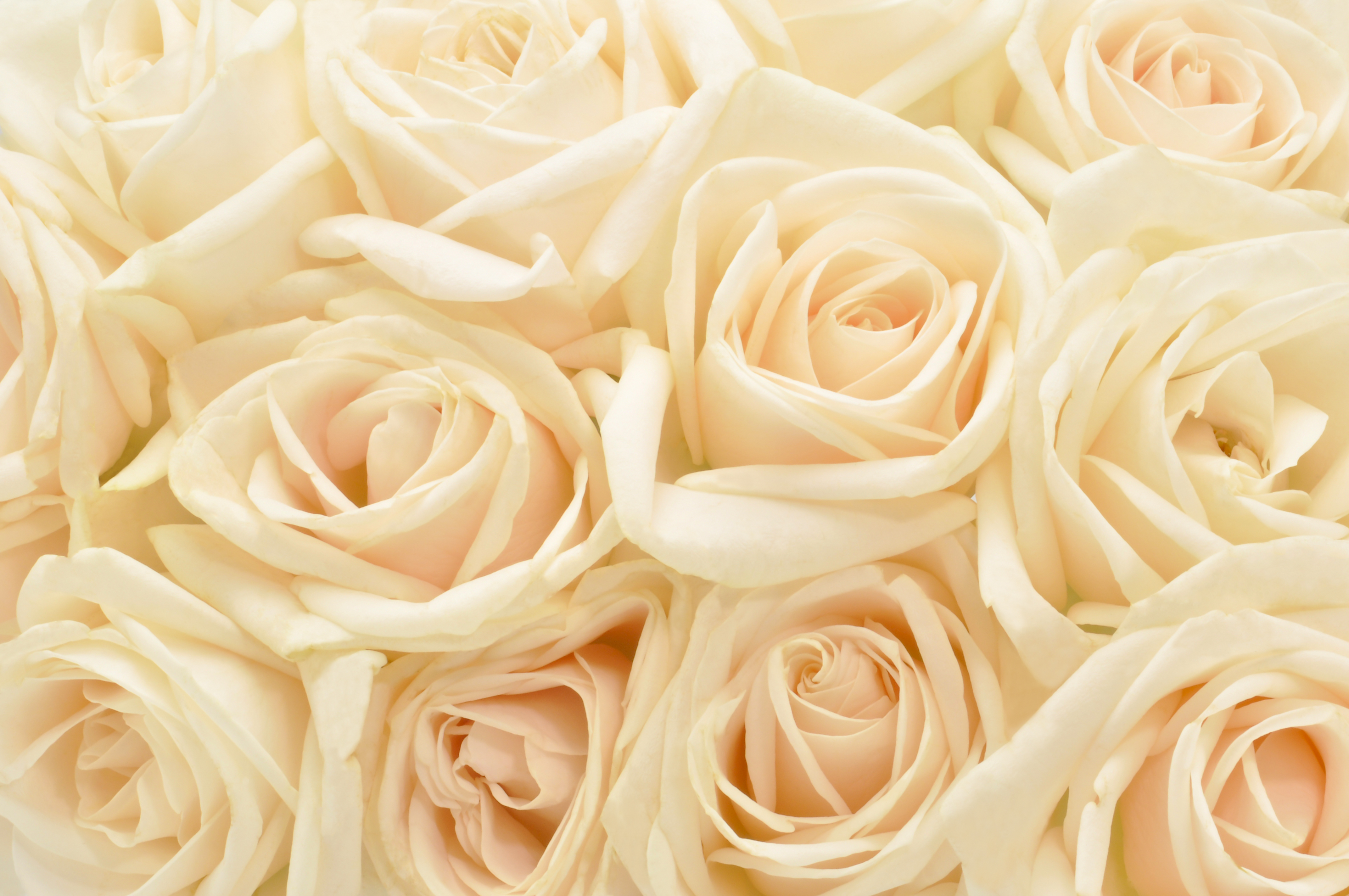 Laden Sie das Blumen, Blume, Rose, Nahansicht, Erde/natur, Pfirsichblüte-Bild kostenlos auf Ihren PC-Desktop herunter