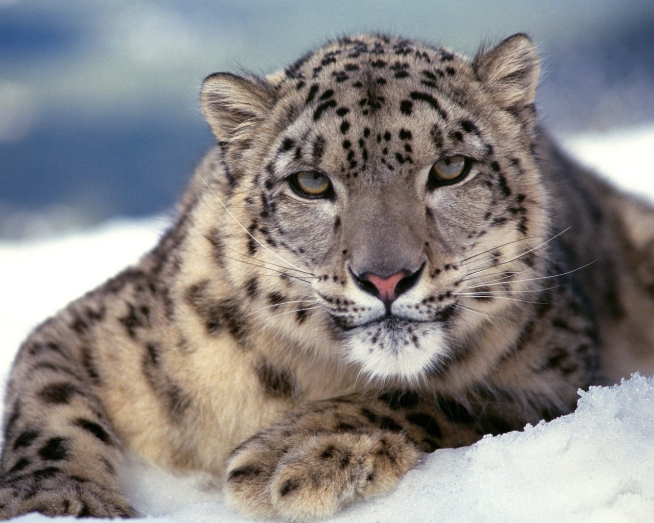 Baixe gratuitamente a imagem Animais, Leopardo Das Neves na área de trabalho do seu PC