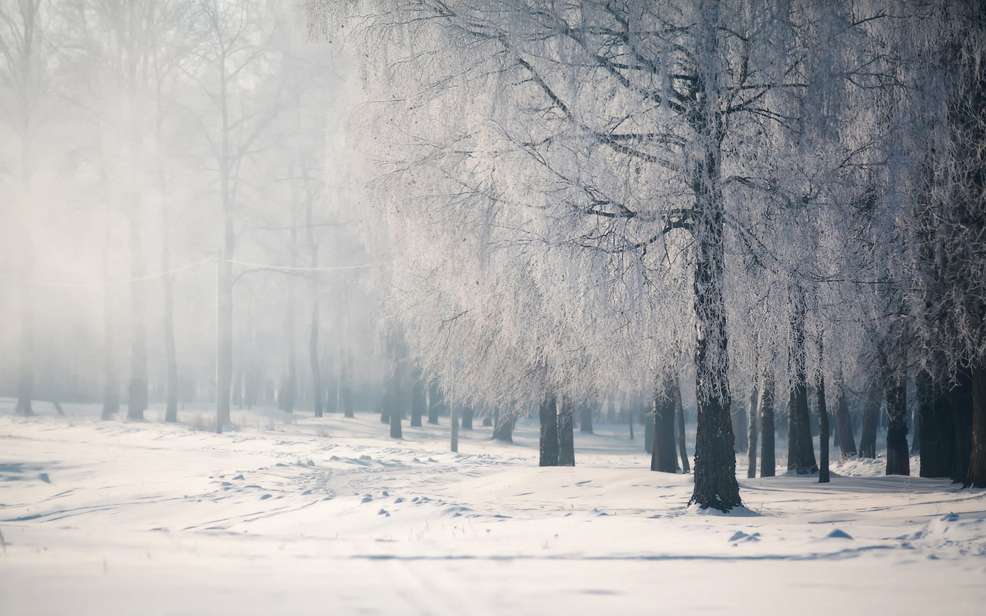Скачать обои бесплатно Зима, Снег, Лес, Туман, Земля/природа картинка на рабочий стол ПК