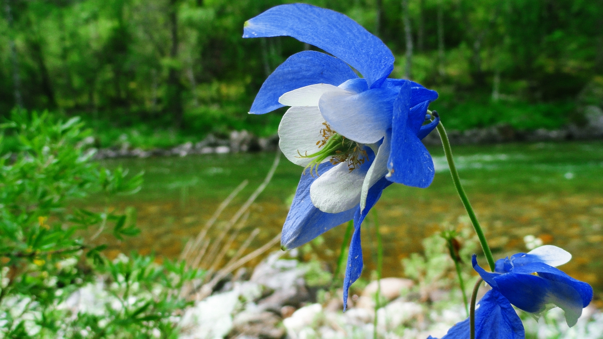 Laden Sie das Blumen, Blume, Erde/natur-Bild kostenlos auf Ihren PC-Desktop herunter