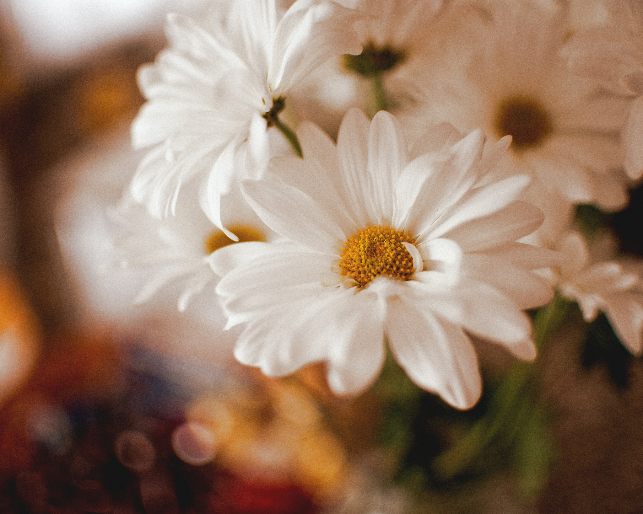 Download mobile wallpaper Flowers, Flower, Close Up, Earth, White Flower for free.