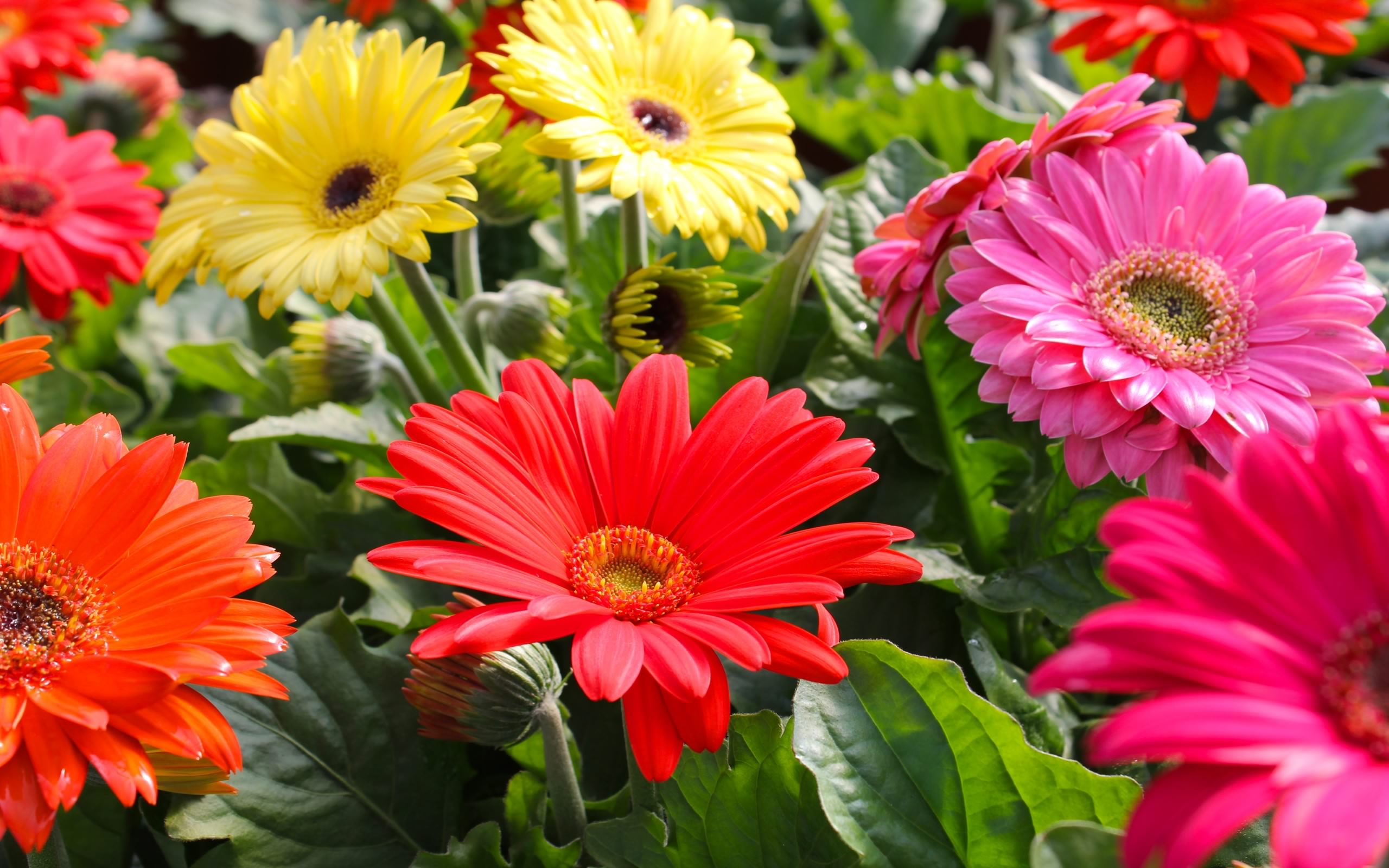 Descarga gratuita de fondo de pantalla para móvil de Flores, Gerberas, Flor, Colores, Vistoso, Tierra/naturaleza.