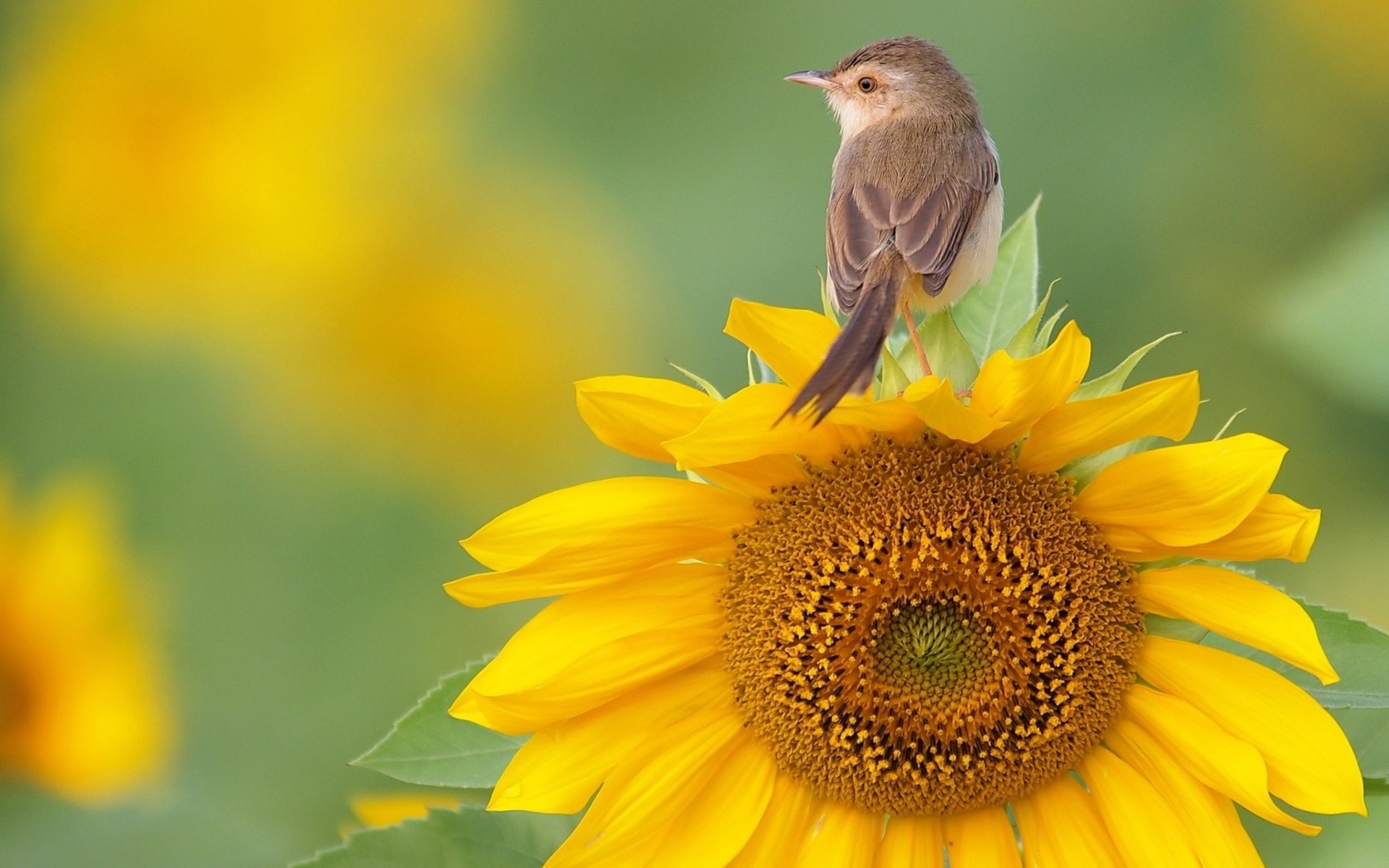Free download wallpaper Birds, Bird, Animal, Sunflower on your PC desktop