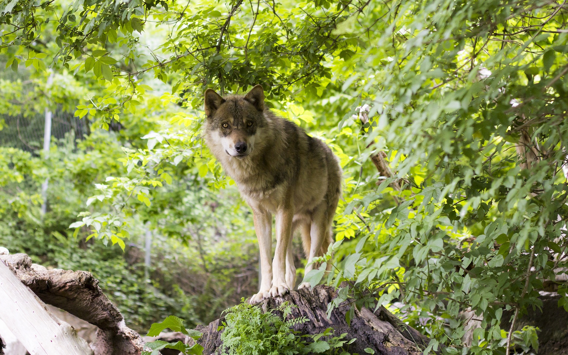 382339 Hintergrundbild herunterladen tiere, wolf, säugetier, wolves - Bildschirmschoner und Bilder kostenlos
