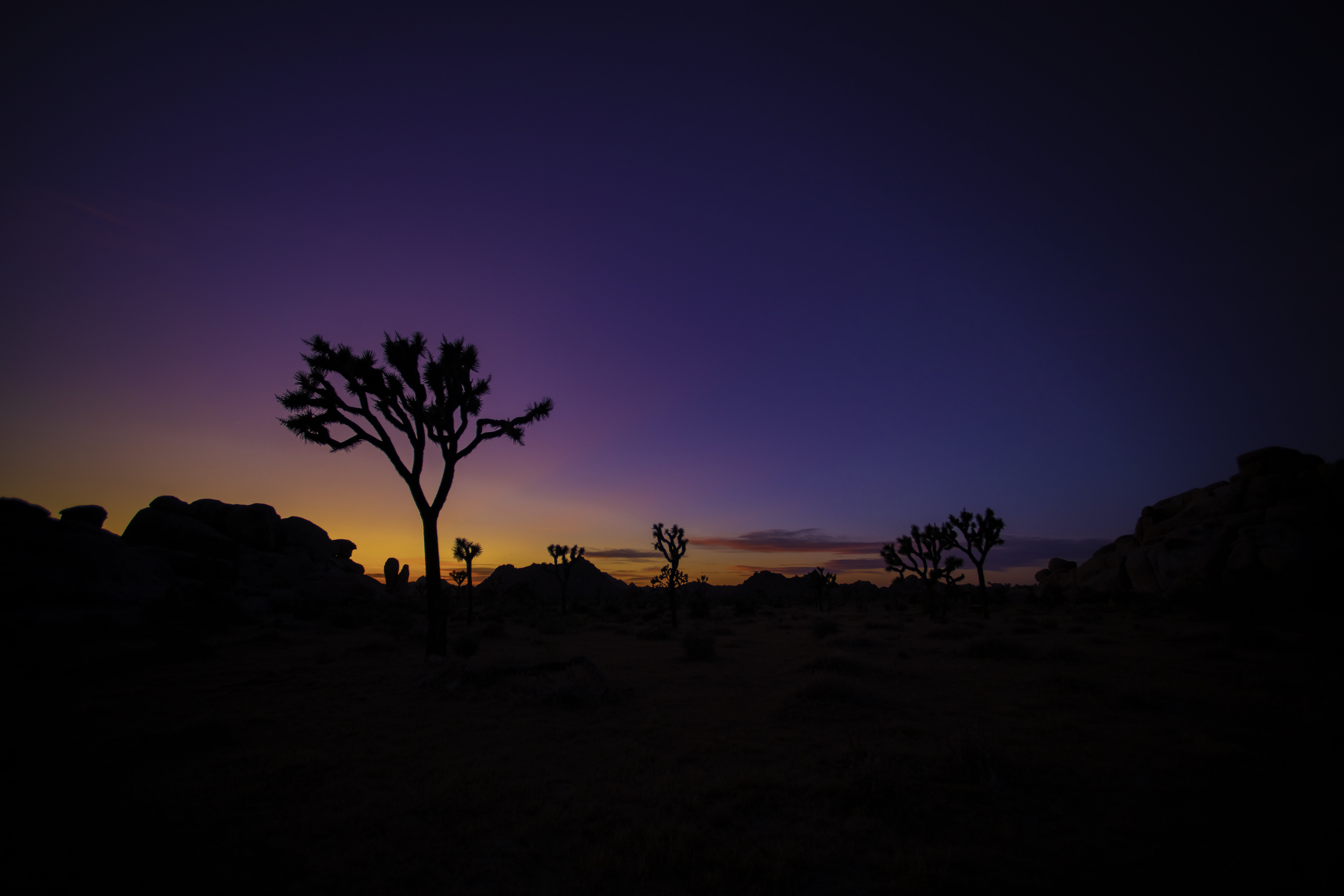 silhouette, wood, nature, sunset, tree, prairie Full HD
