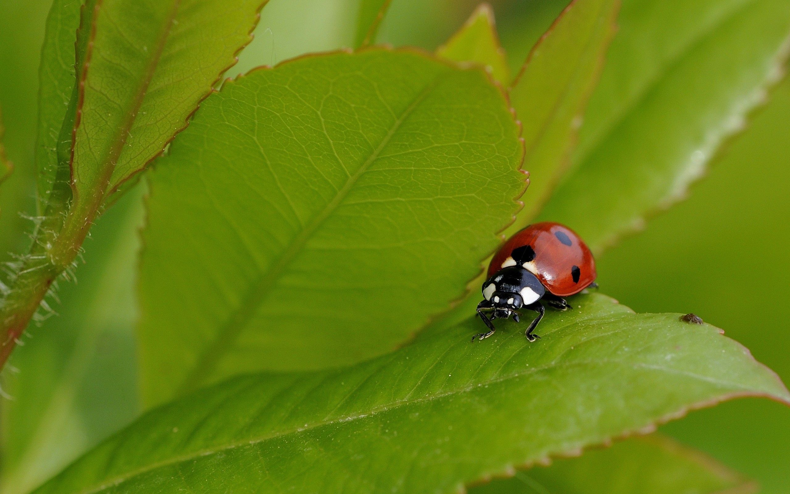 Download mobile wallpaper Ladybird, Insect, Ladybug, Grass, Macro, Summer for free.