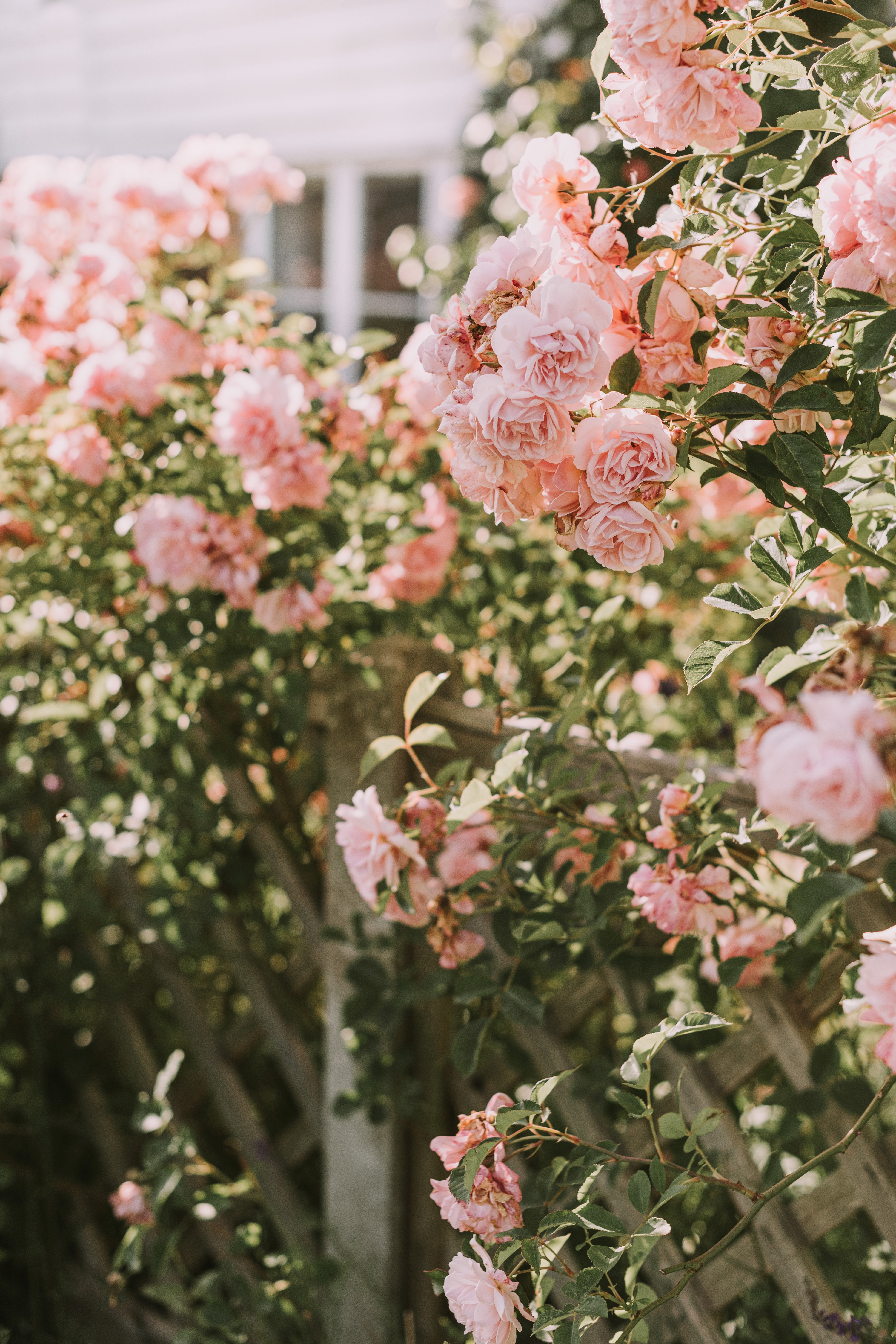 Free download wallpaper Flowers, Roses, Pink, Bush, Plant on your PC desktop