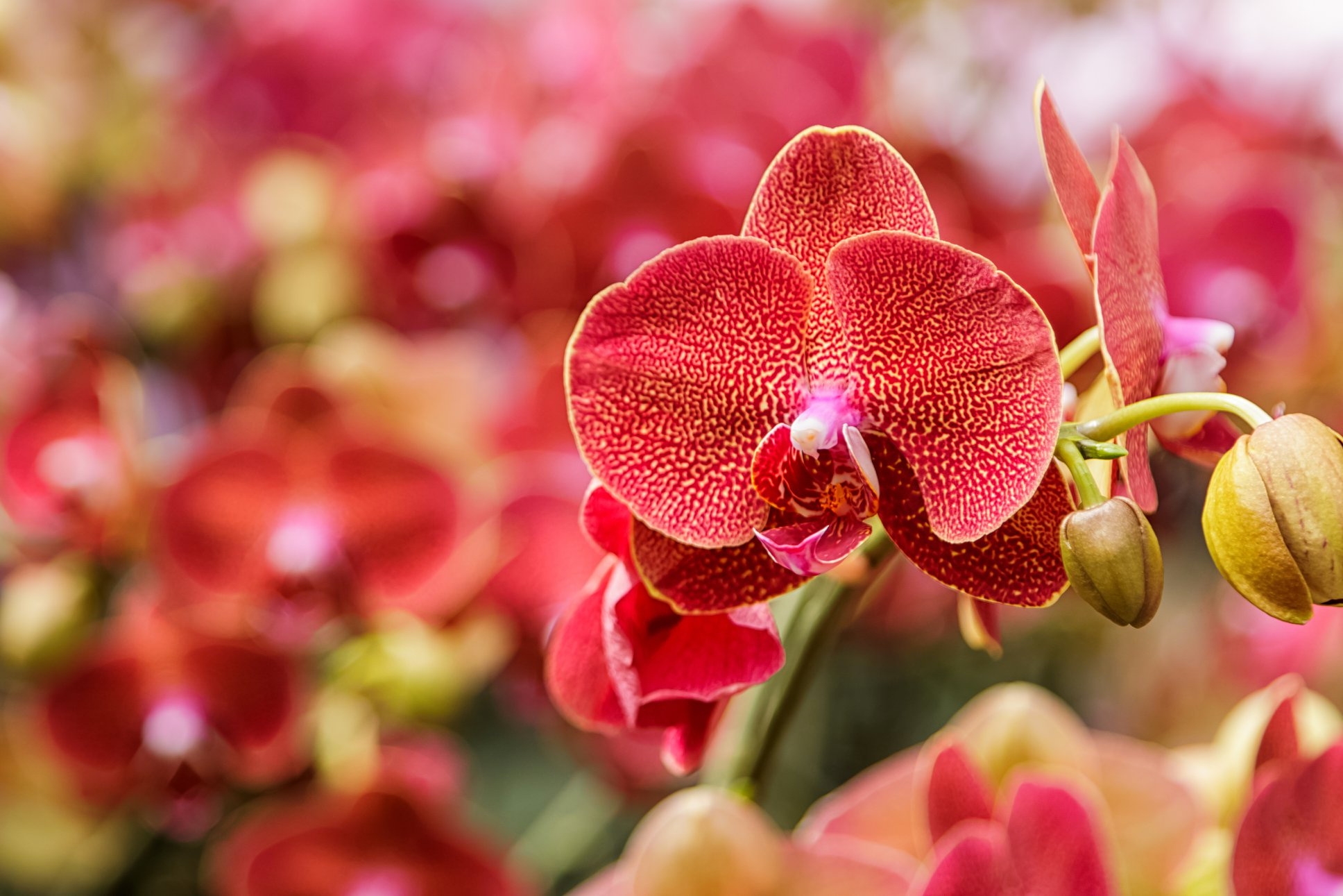 Téléchargez gratuitement l'image Fleurs, Orchidée, Terre/nature sur le bureau de votre PC